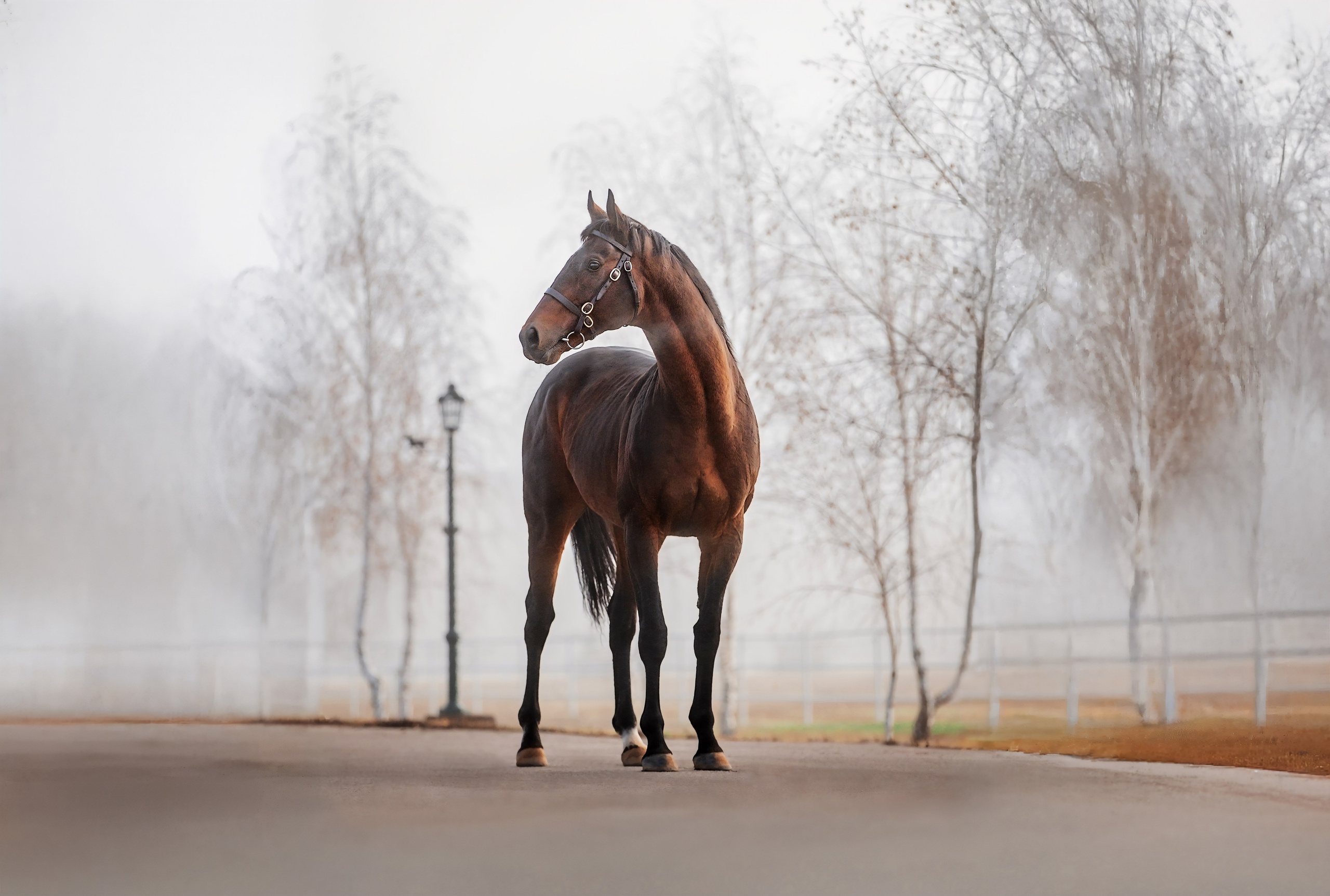Разное. Фотограф-анималист Ксендзова Кристина