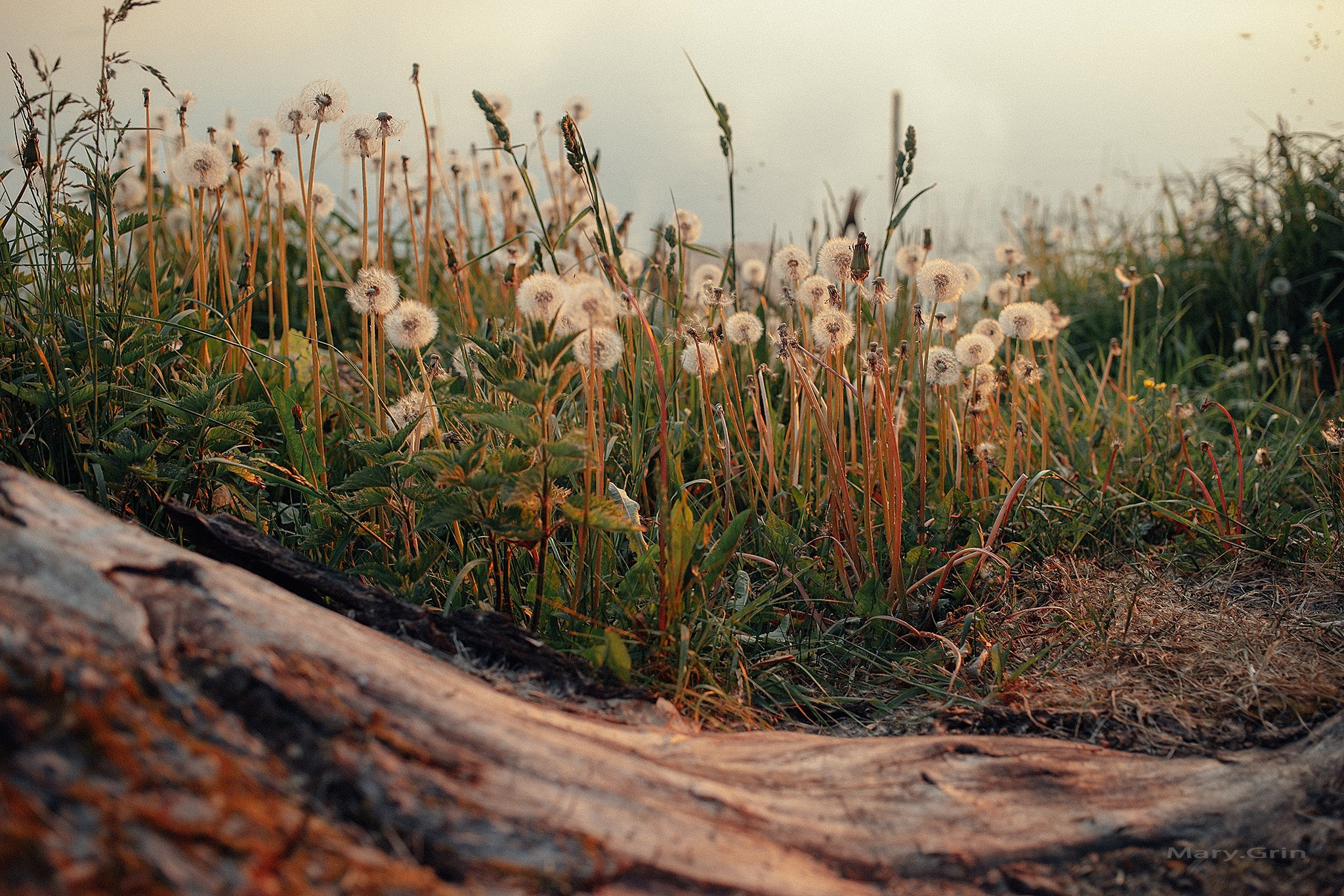 Русская деревня. Детский и семейный фотограф, фотограф мероприятий Нижний Новгород