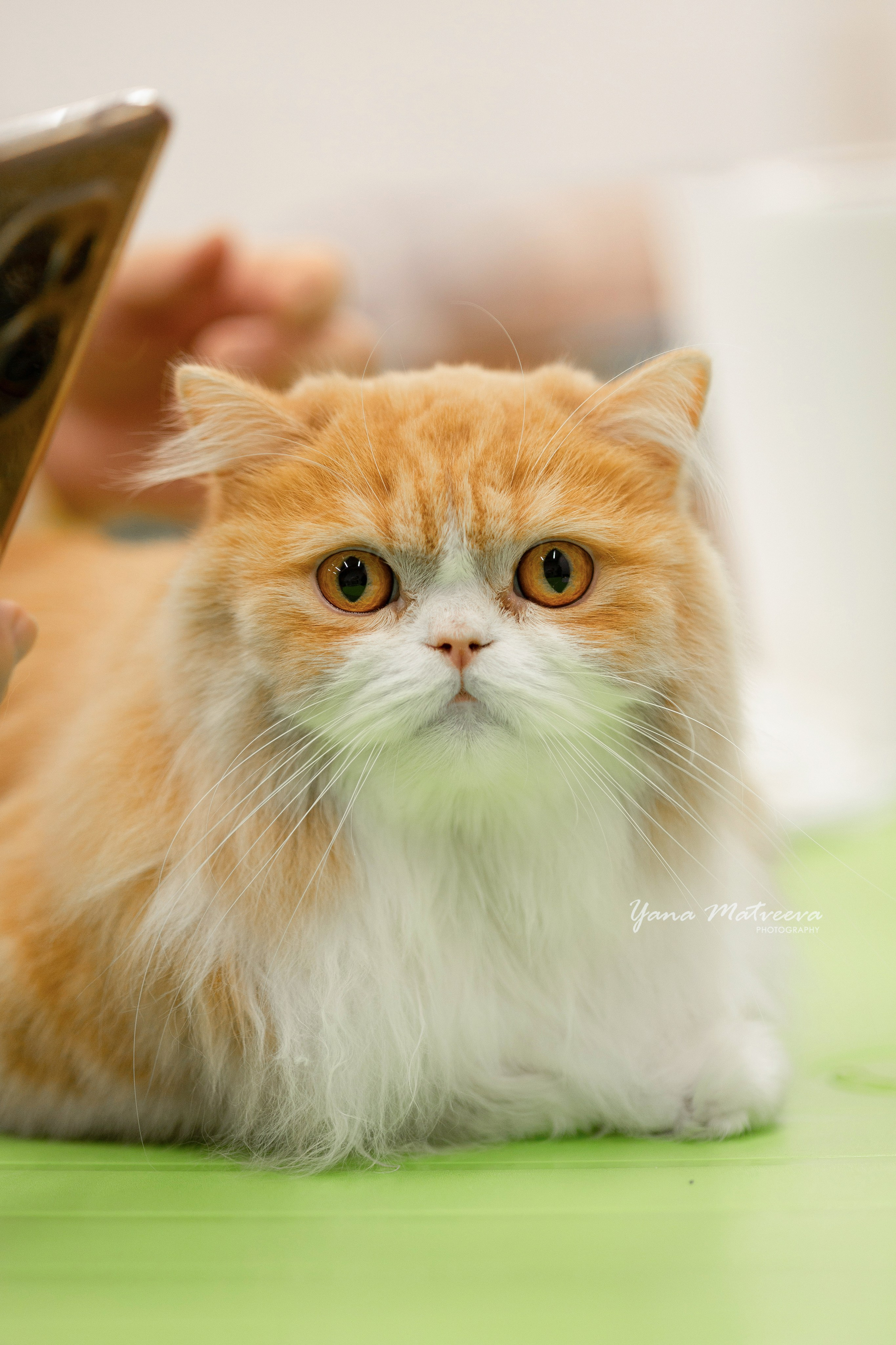 Кошки. Фотограф Яна Матвеева в Ижевске