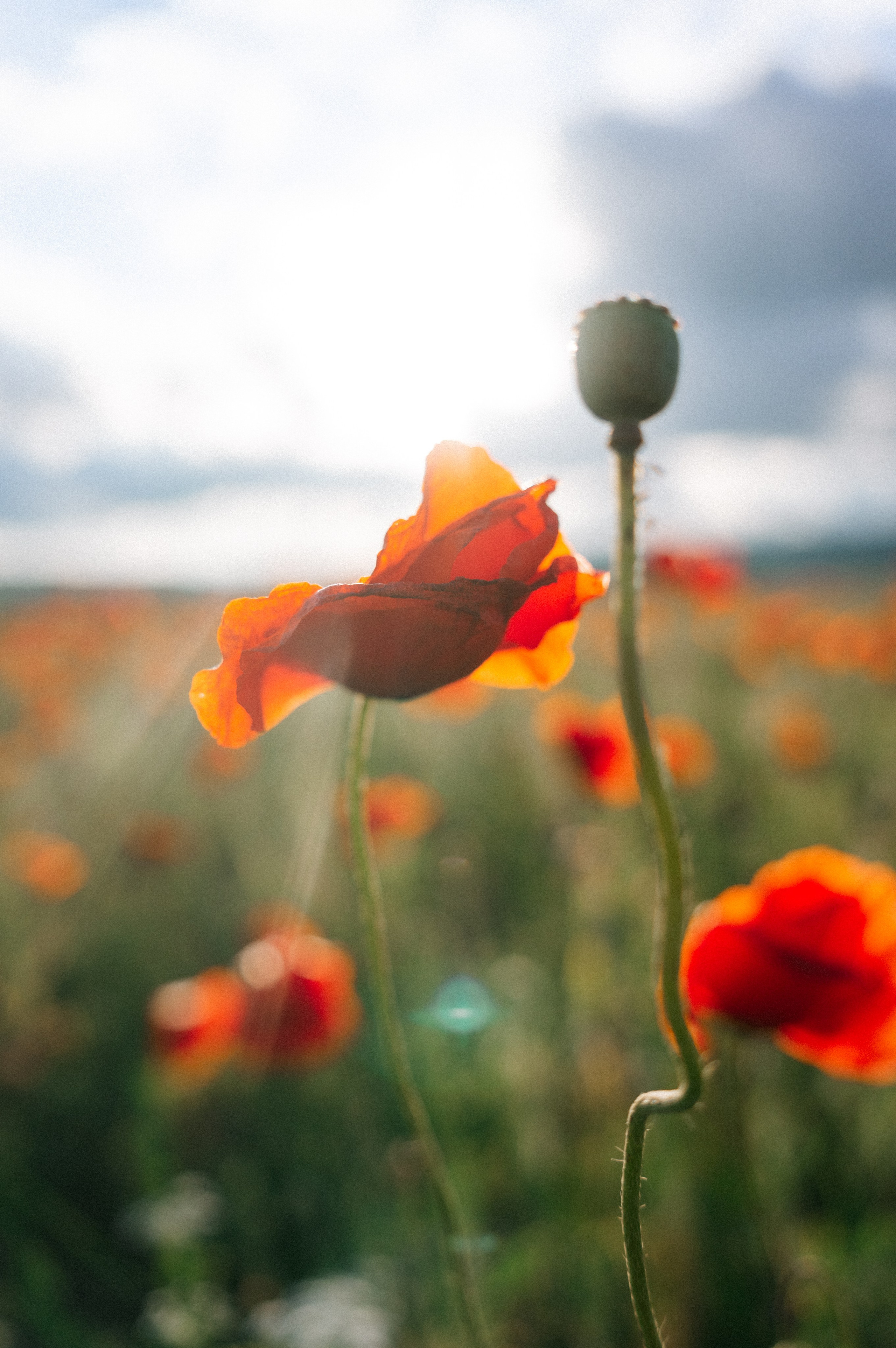 Тур за травами | маки. Обо мне