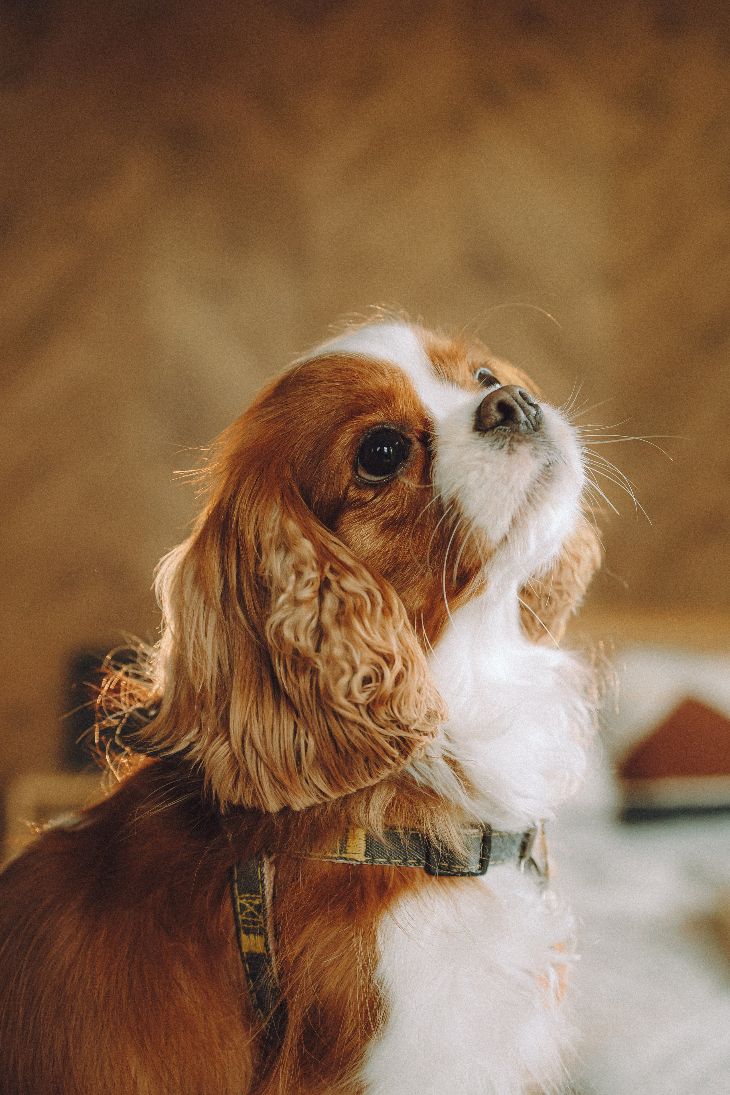 Валя, Вася, Аня и Ириска