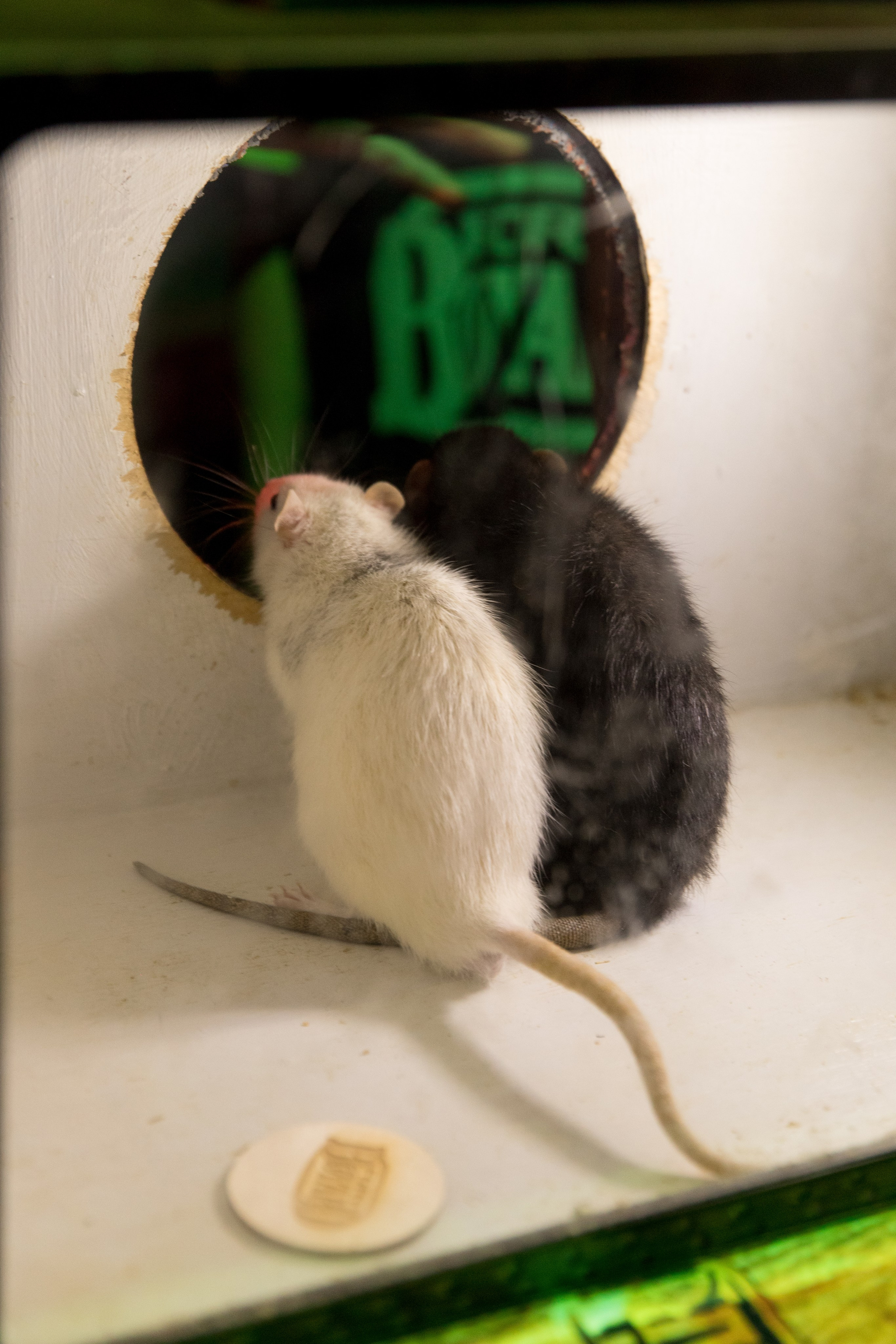 Юбилей Юлии. Свадебный и семейный фотограф Марина Злочевская