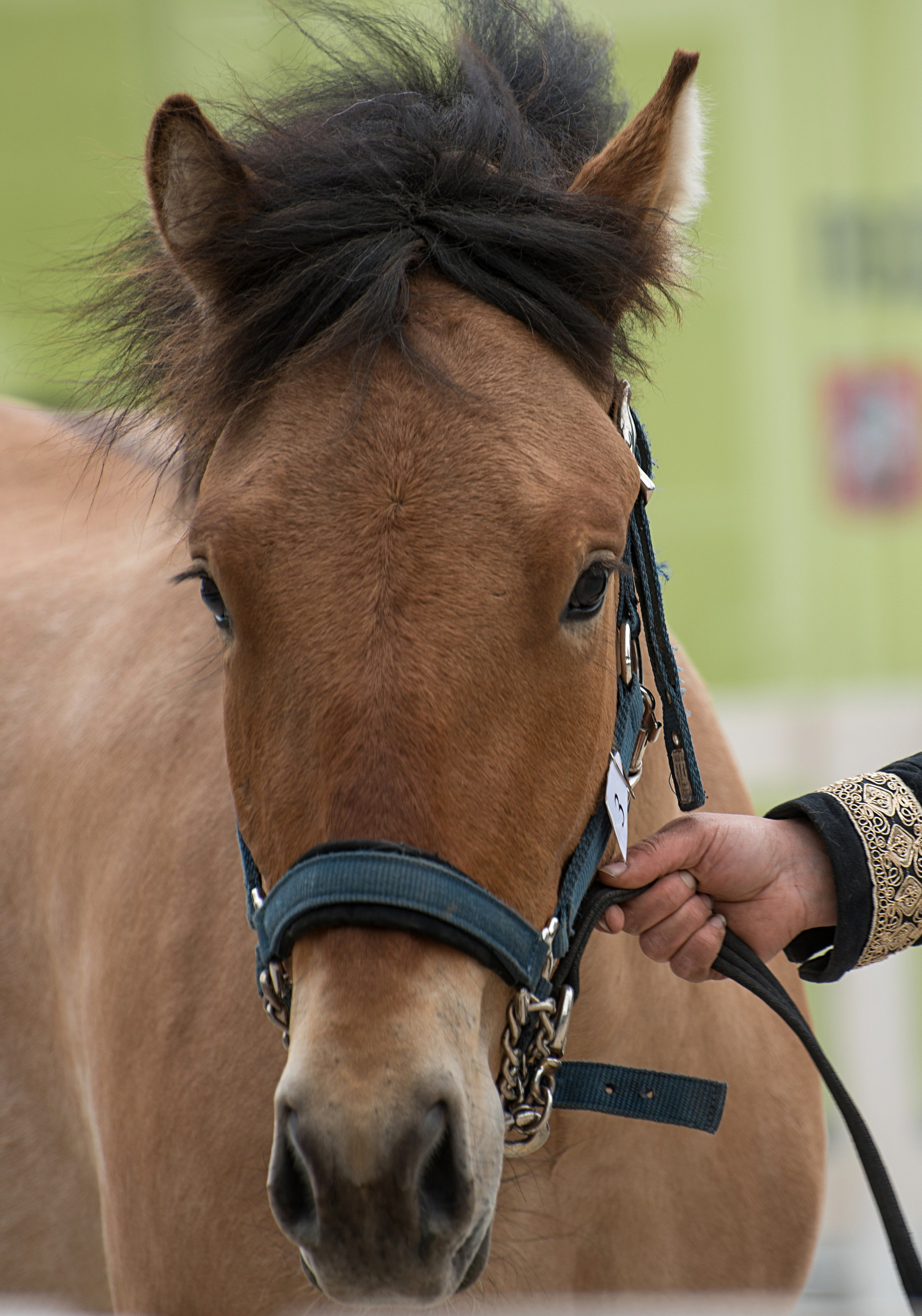 Эквирос. Конный фотограф в Саратове Юлия Иванова
