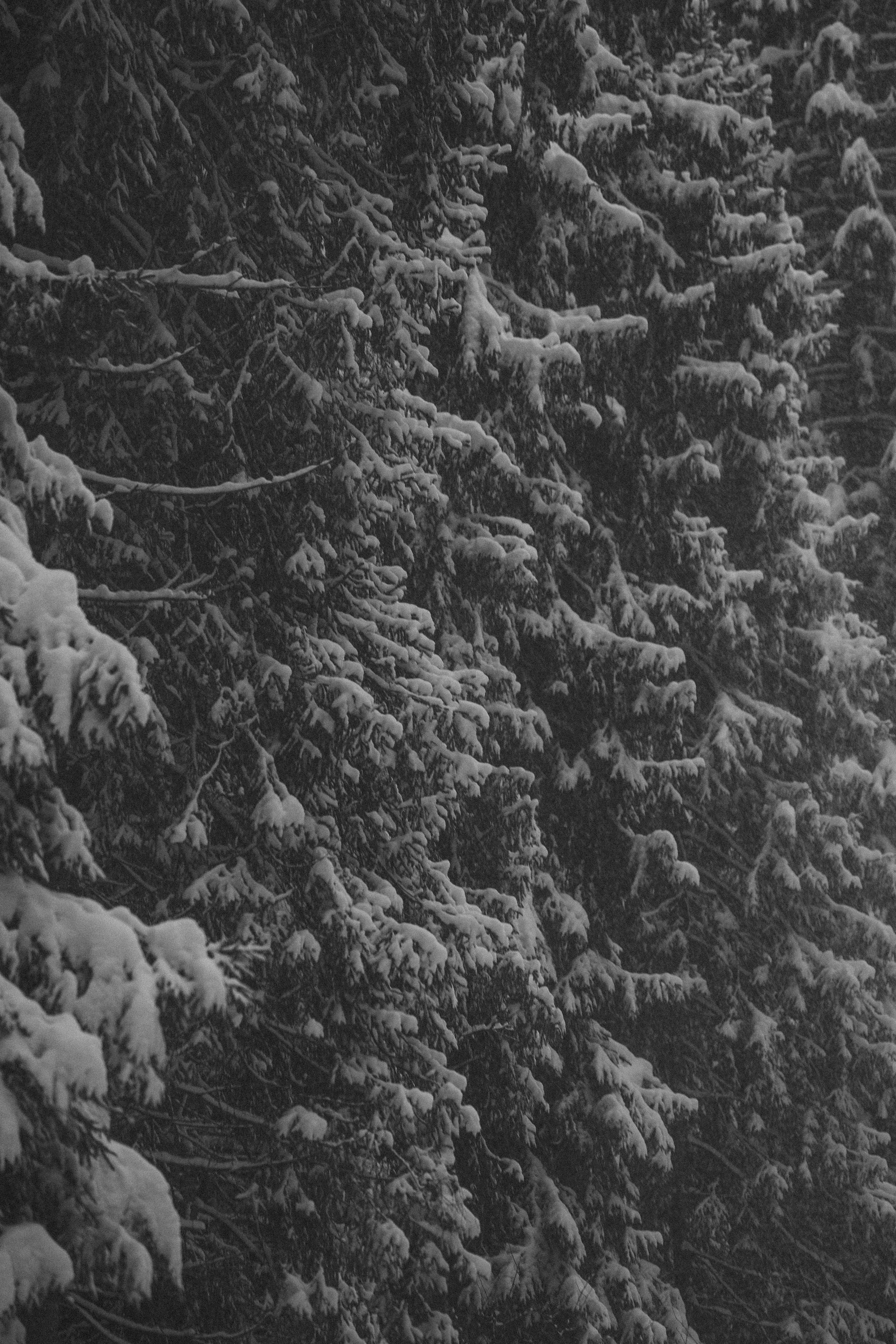 Лена и Фанни. Фотограф анималист в Москве и Санкт-Петербурге Свиридова Анна