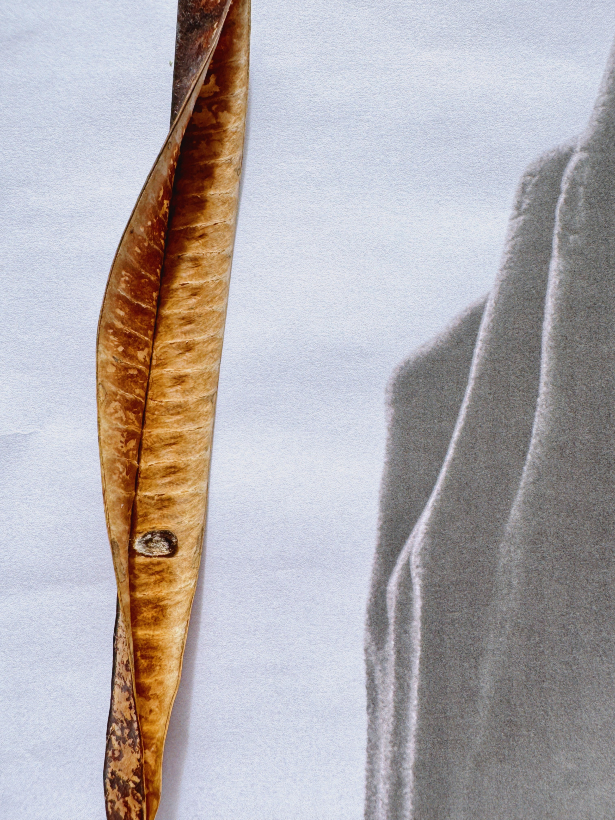 Виолетта Скрипка