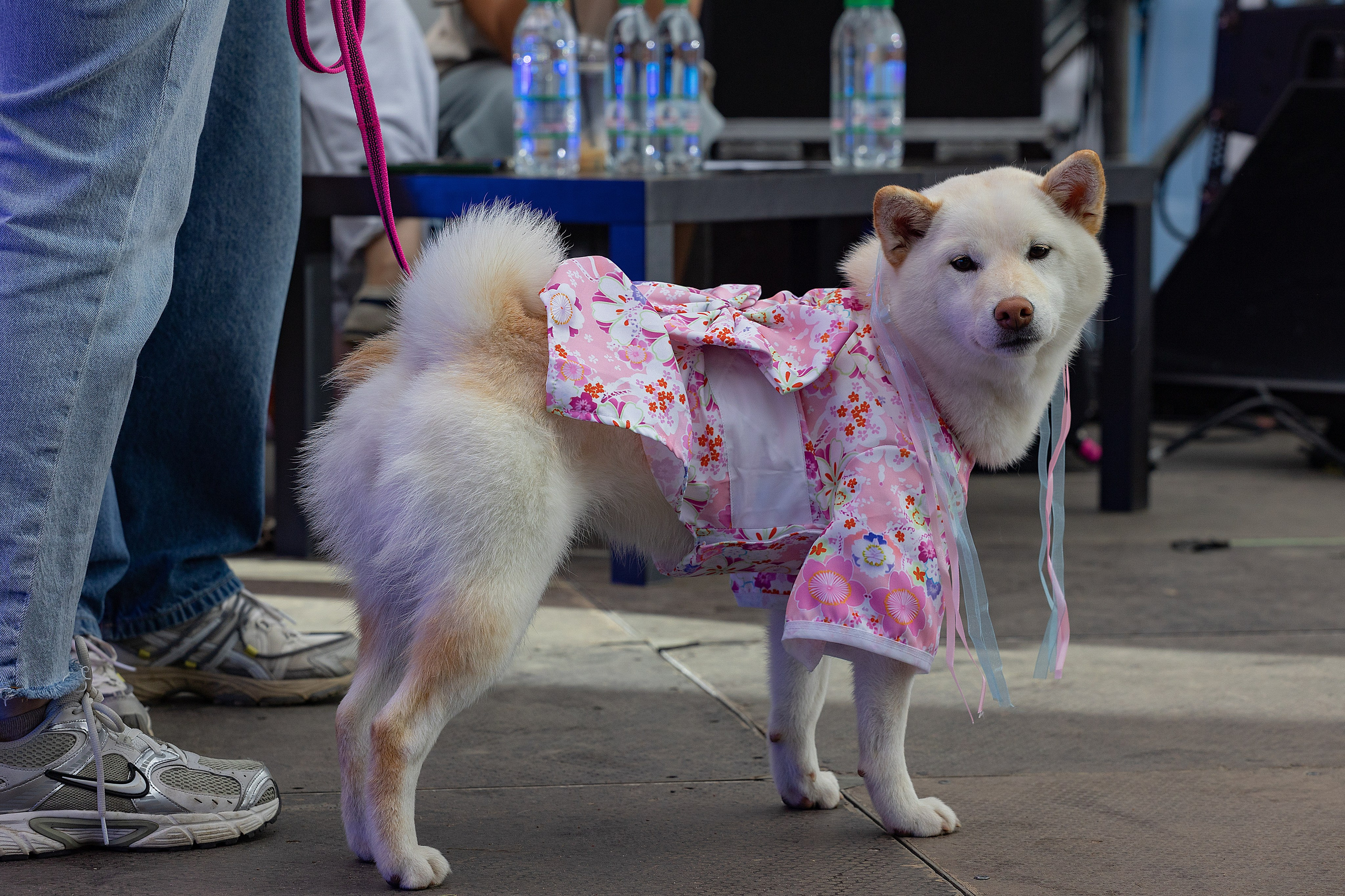 Petshop Days 2026. Репортажный фотограф
