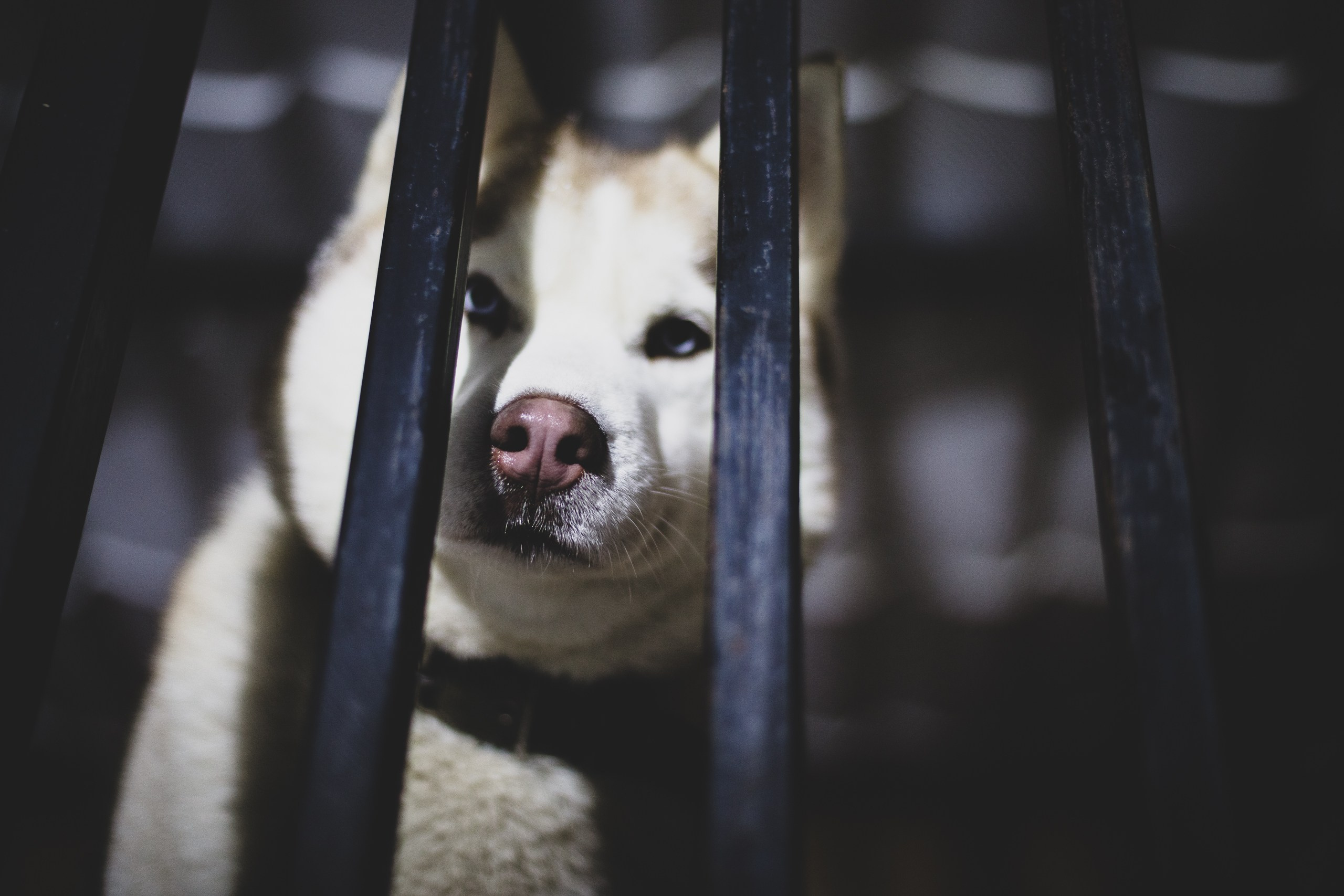 Фонд помощи: Husky_help_21. Фотография