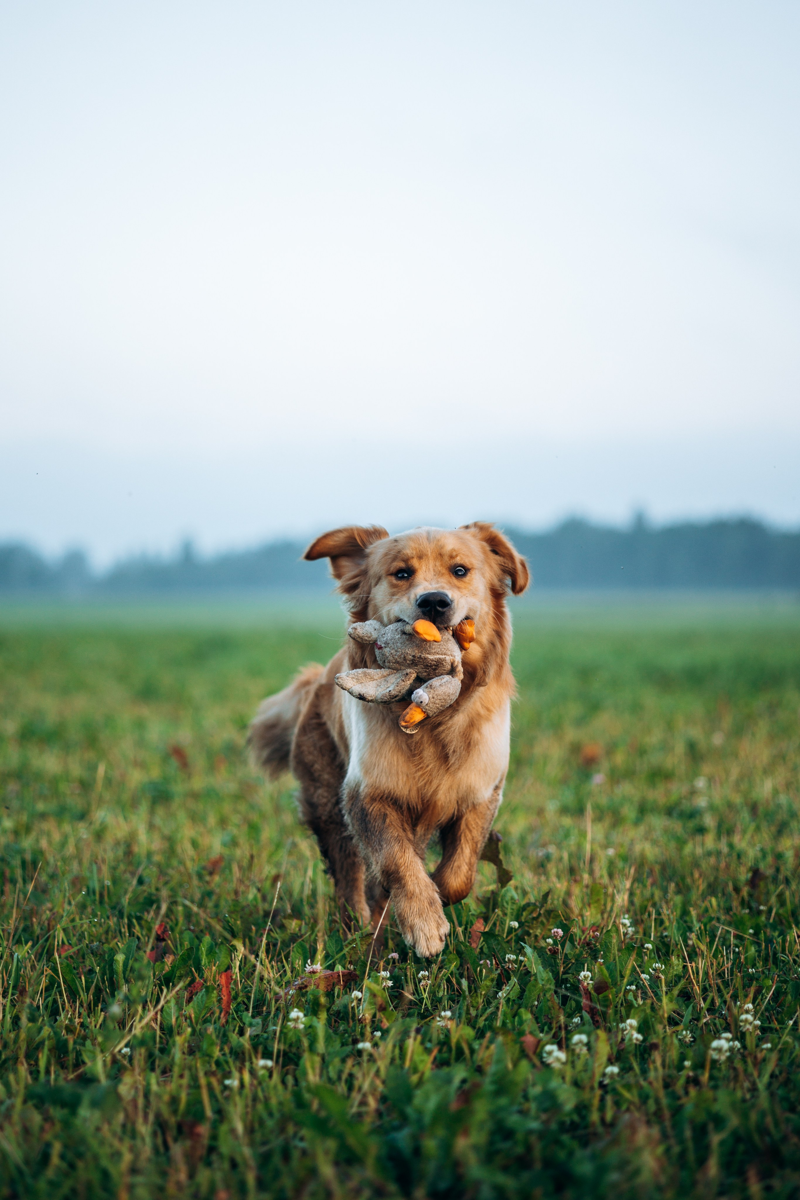 Аня и Ноллан. Фотограф — Анималист | Санкт-Петербург