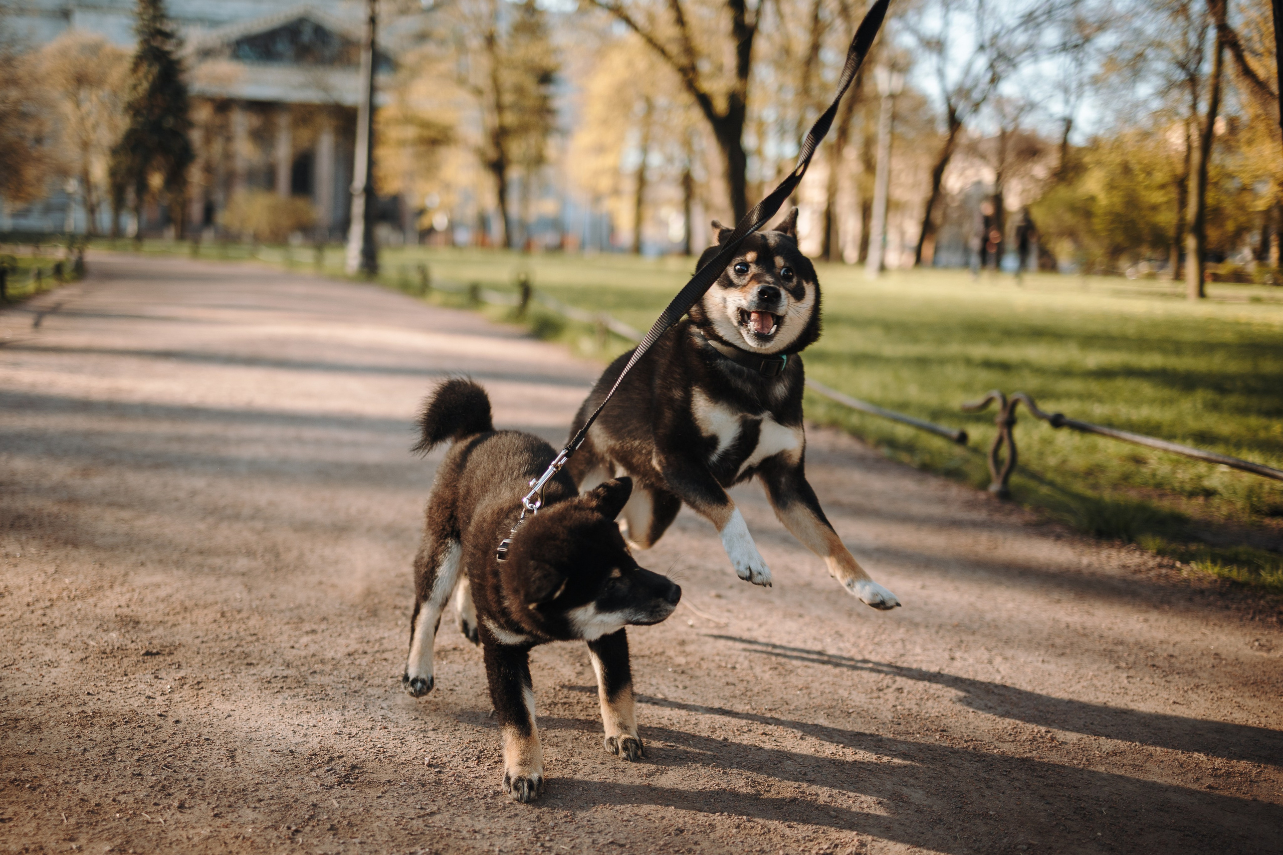 Даша и ее девочки. Фотограф — Анималист | Санкт-Петербург