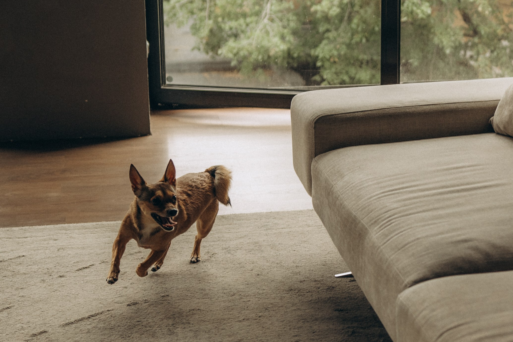 Алена, Антон и Гая. Гаврилова Настя семейный фотограф lifestyle в Москве