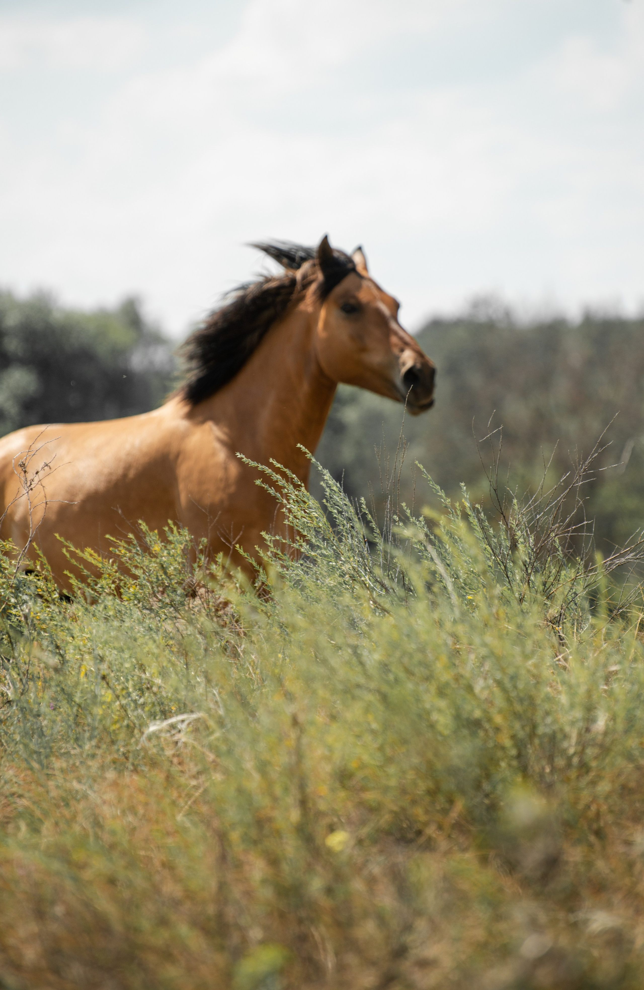 Купала в Родославном. Конный фотограф в Саратове Юлия Иванова