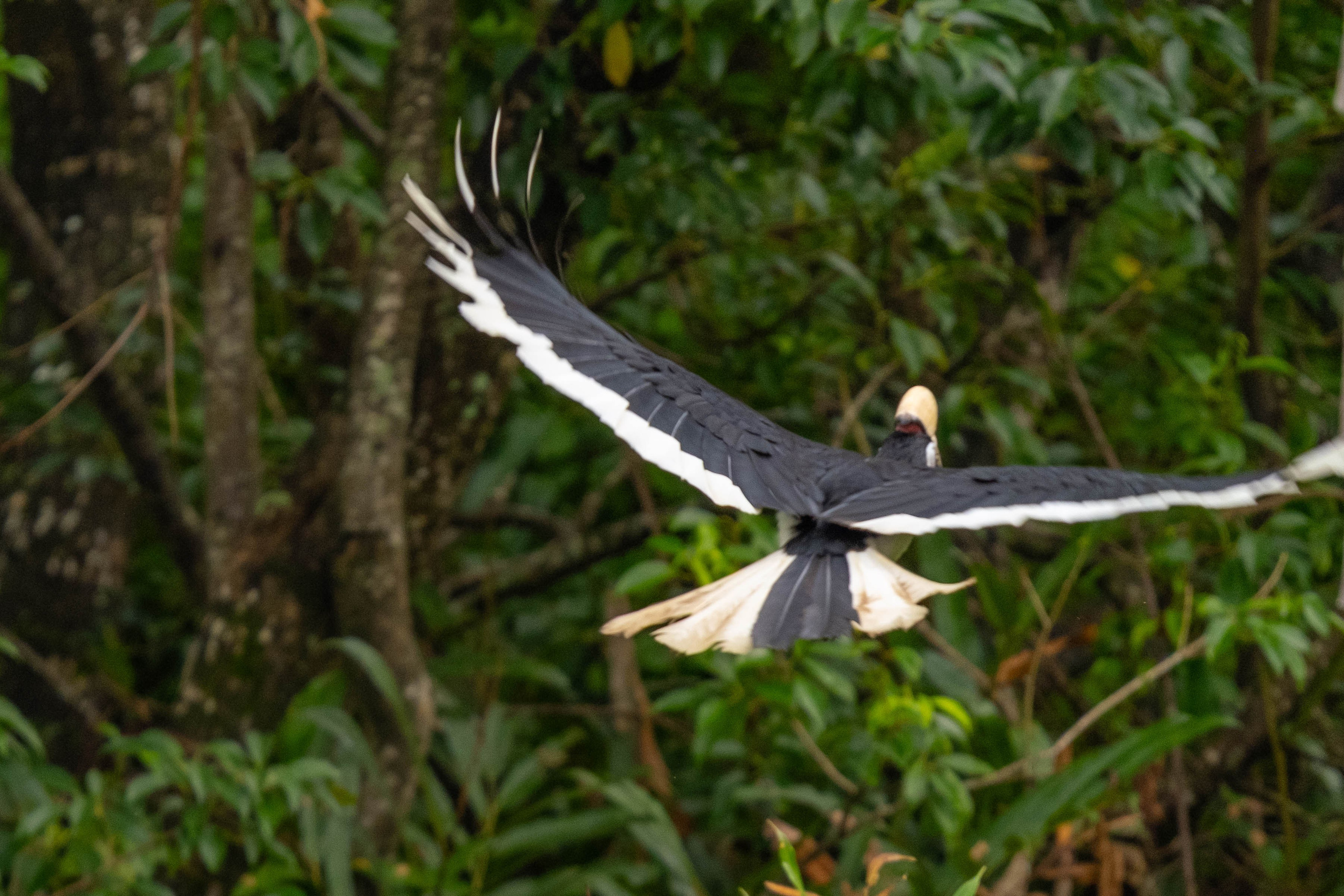О. Борнео, г. Сандакан. В мире животных. Фотографии из путешествий