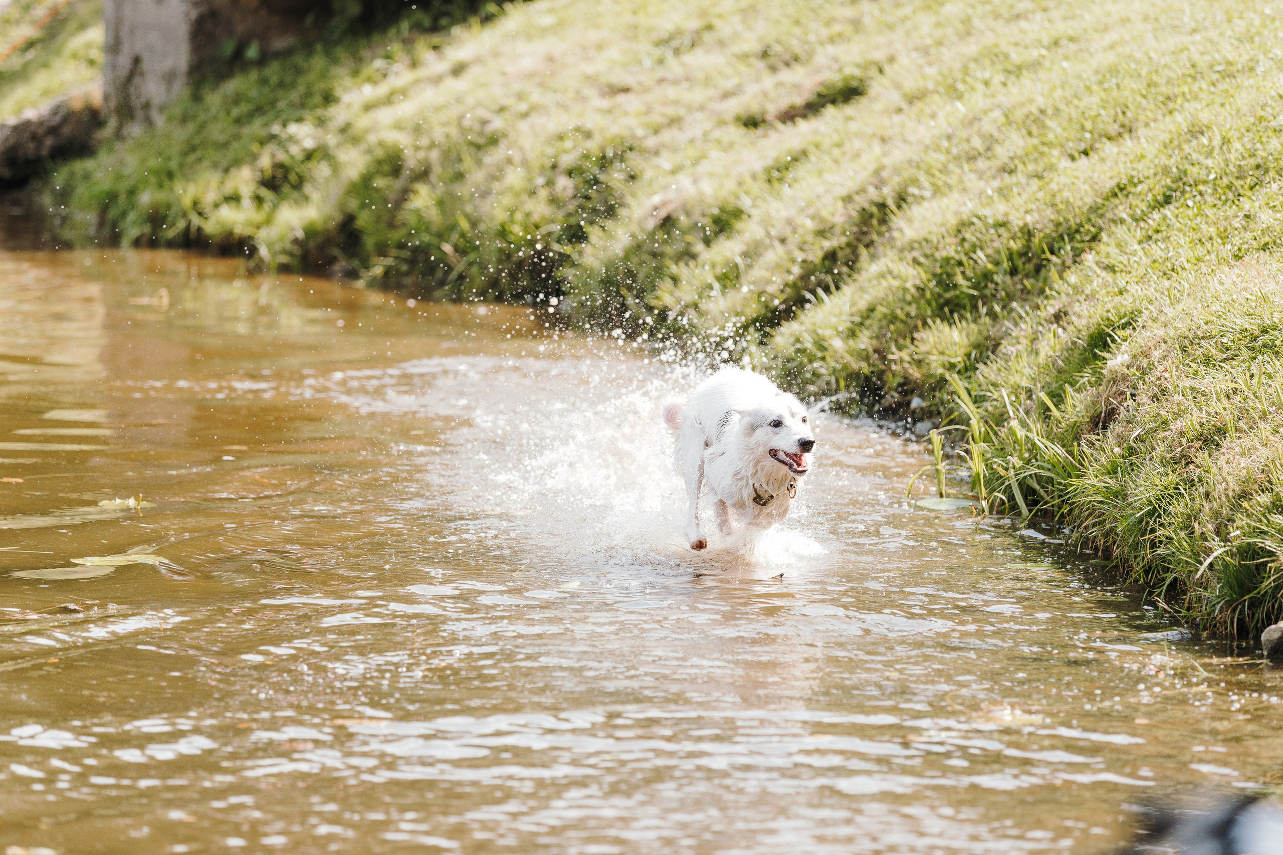 Petshop Sup day. Фотограф анималист Кристина Карпова, Москва