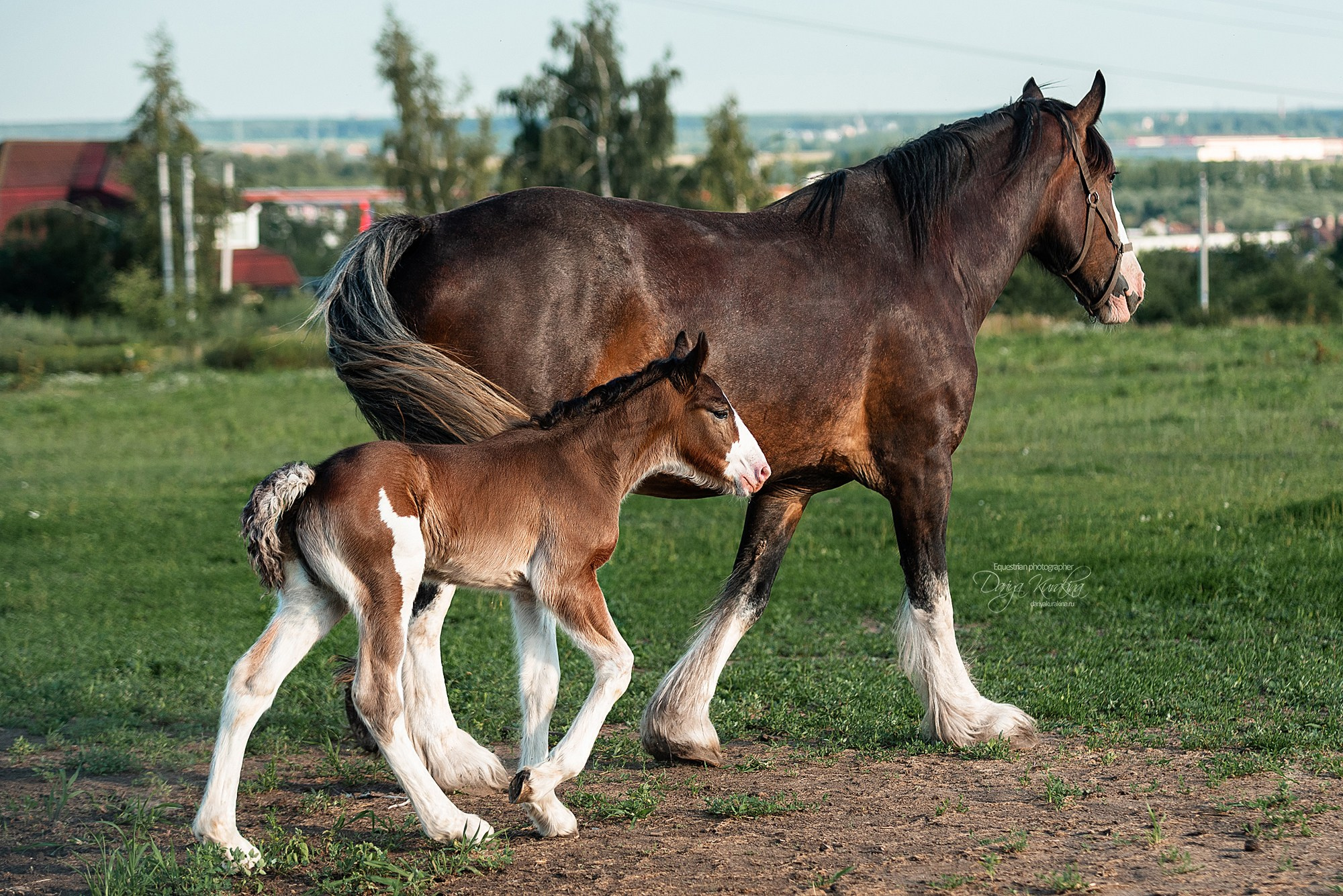 Рапунцель и Квини. Конный фотограф Куракина Дарья • Фотосессии с лошадьми