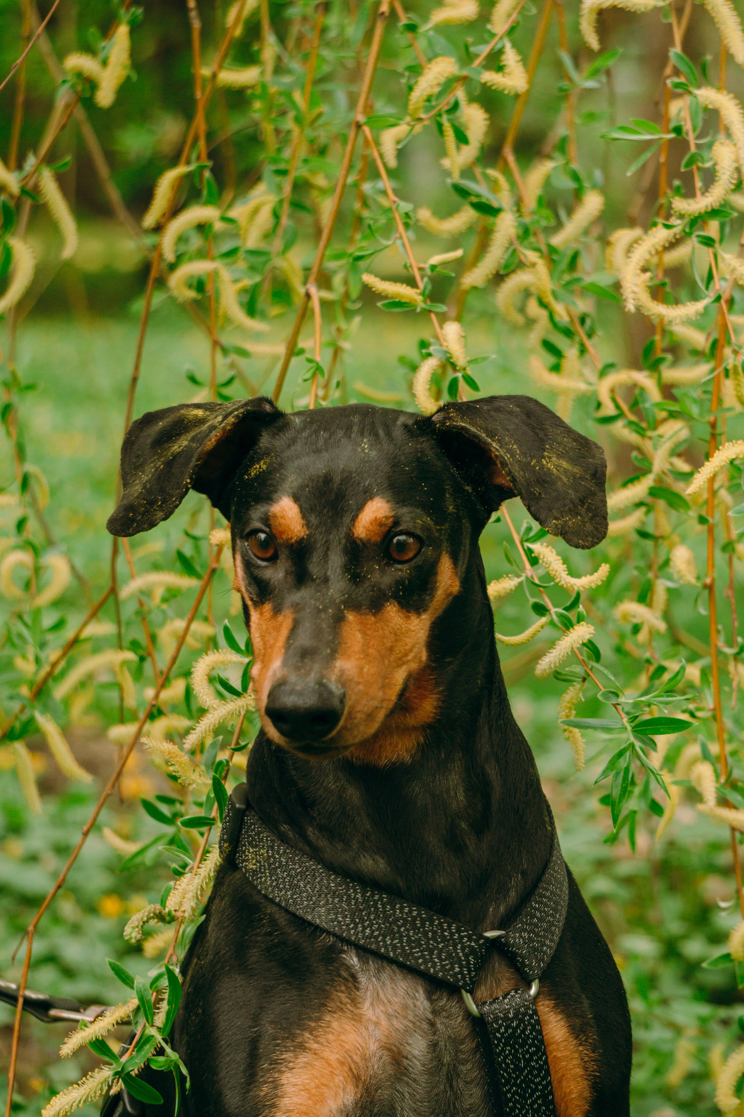 Кира, Максим и Аскара. Фотограф-анималист Ксения Воробьева, Москва