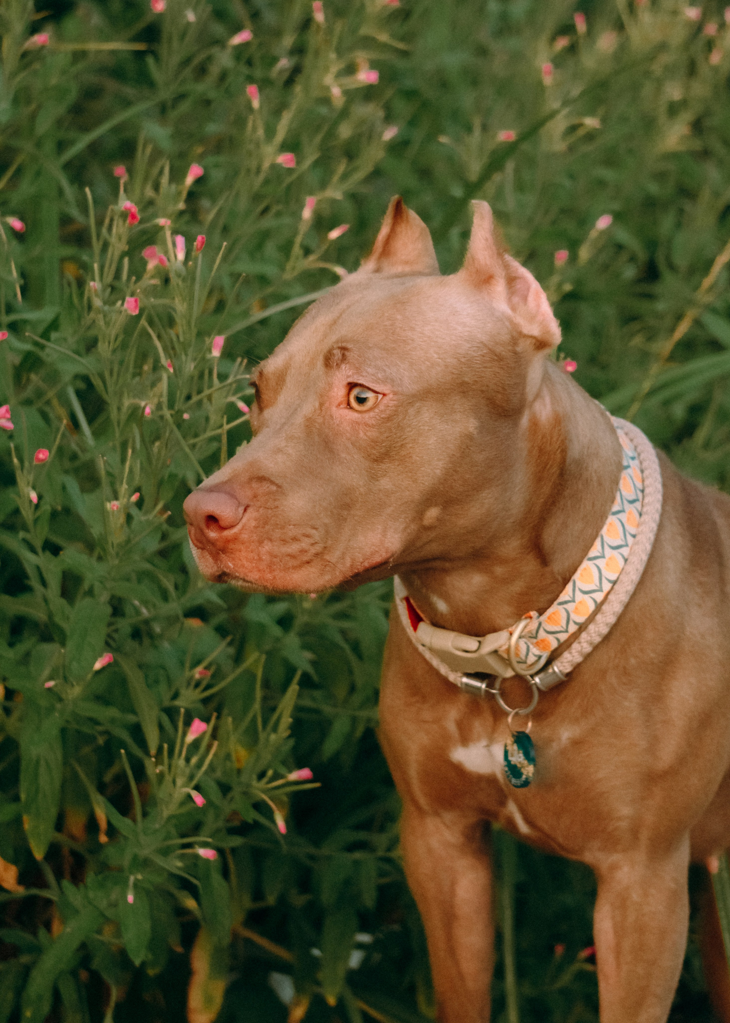 Виолетта, Лила и Питер. Фотограф-анималист Ксения Воробьева, Москва