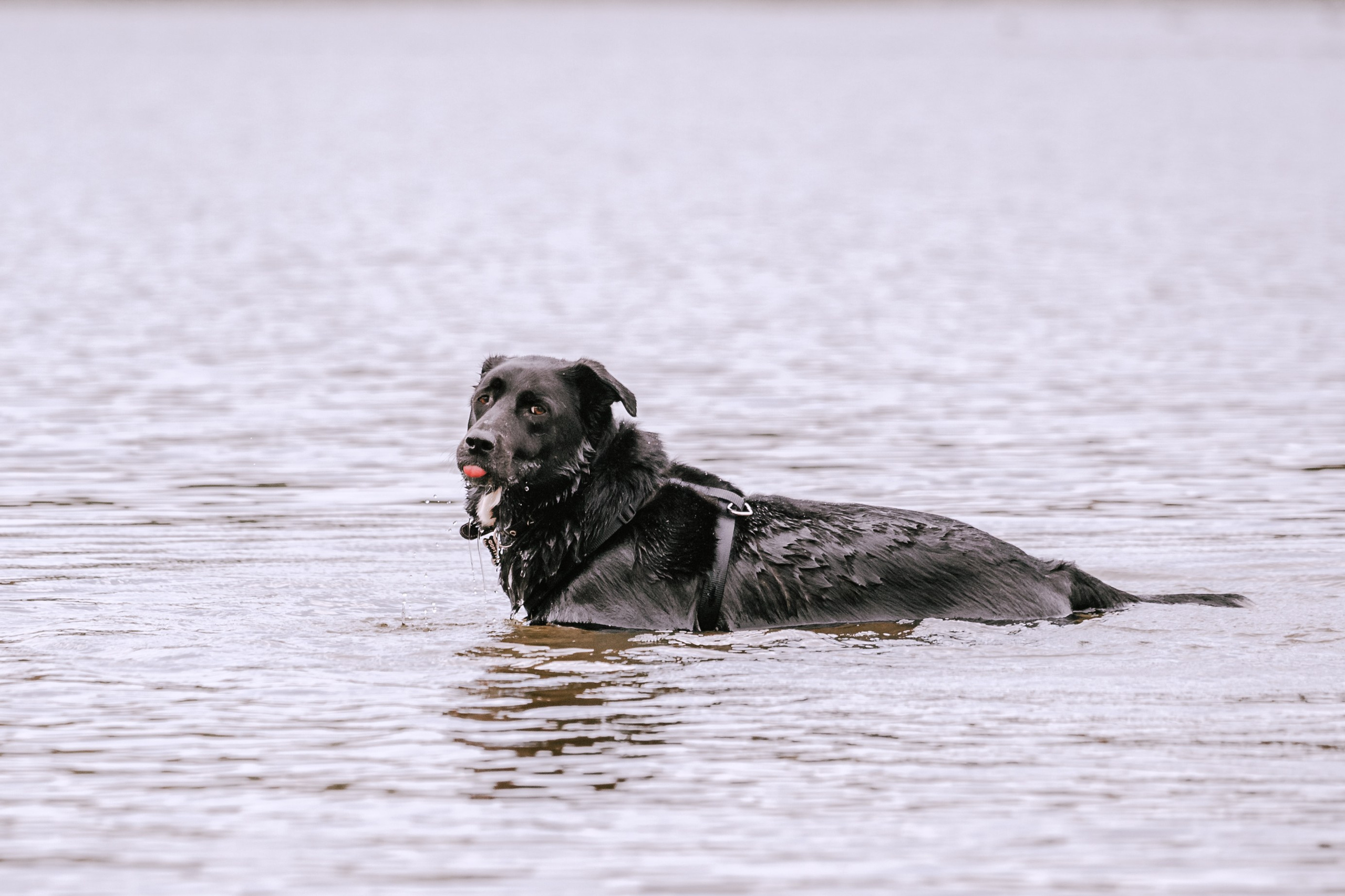 Юля и Фортуна. Фотограф-анималист Татьяна Степанова