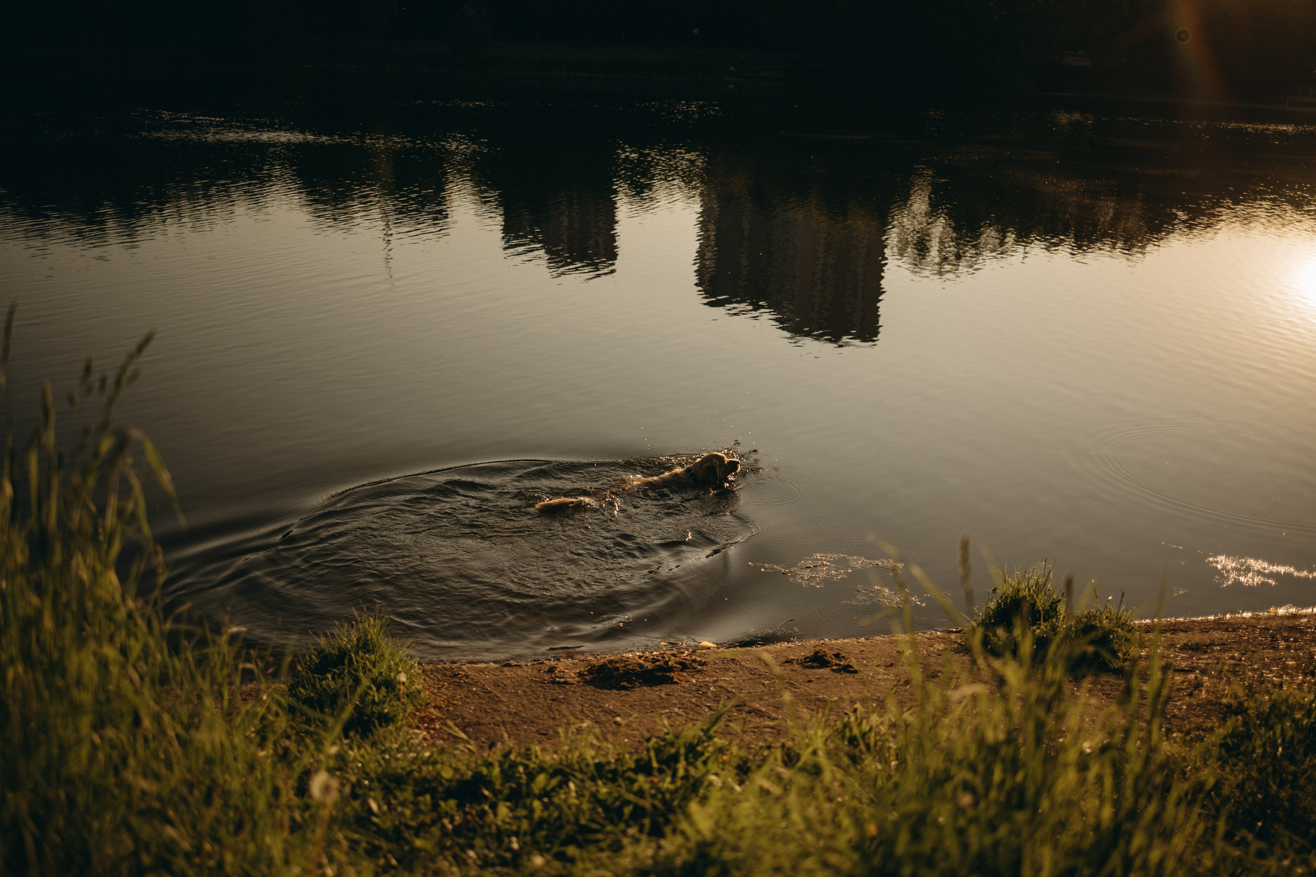 Пенни и ребята. Фотограф — Анималист | Санкт-Петербург
