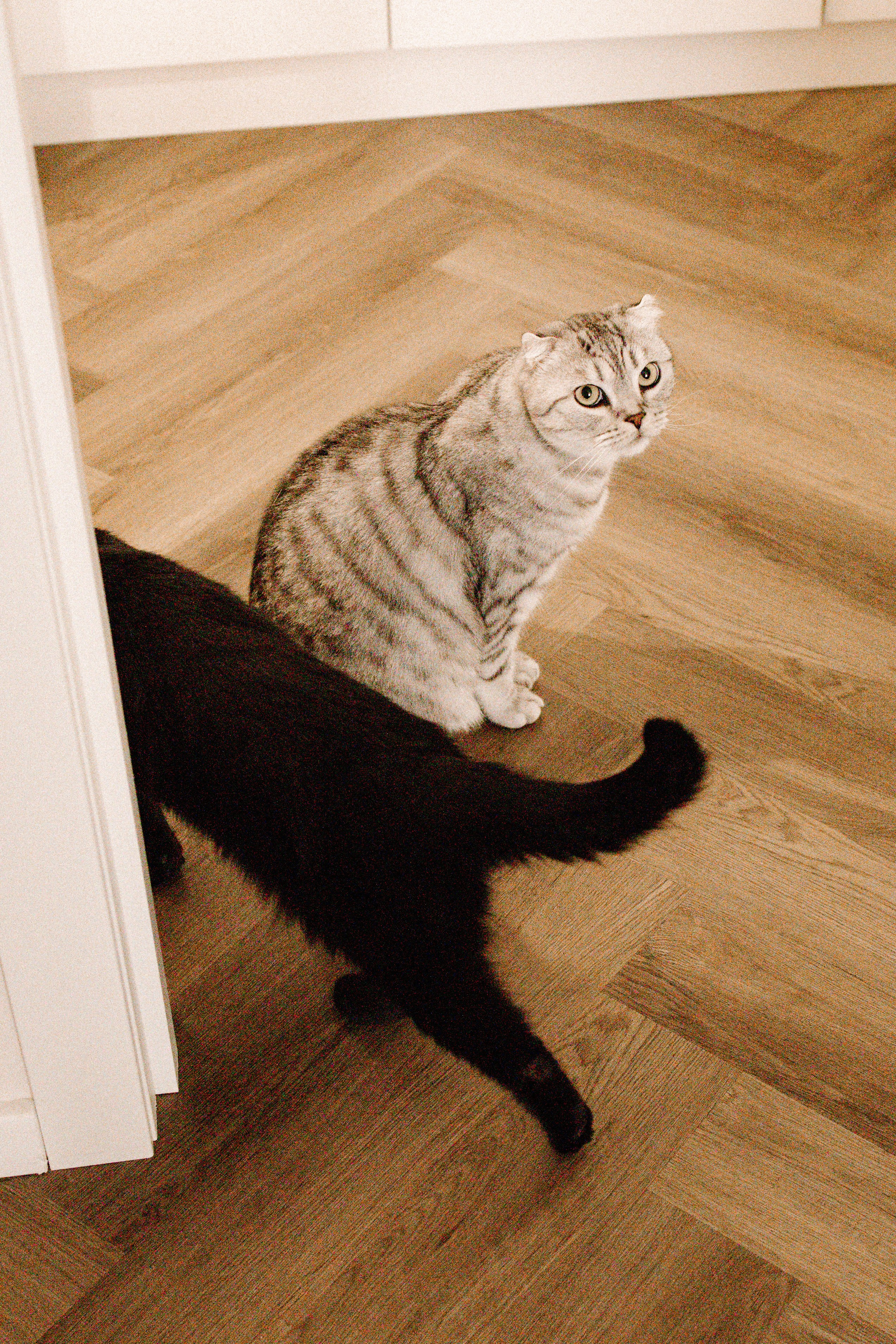 Питомцы. Семейный фотограф | Керчь | Ивановская Виктория