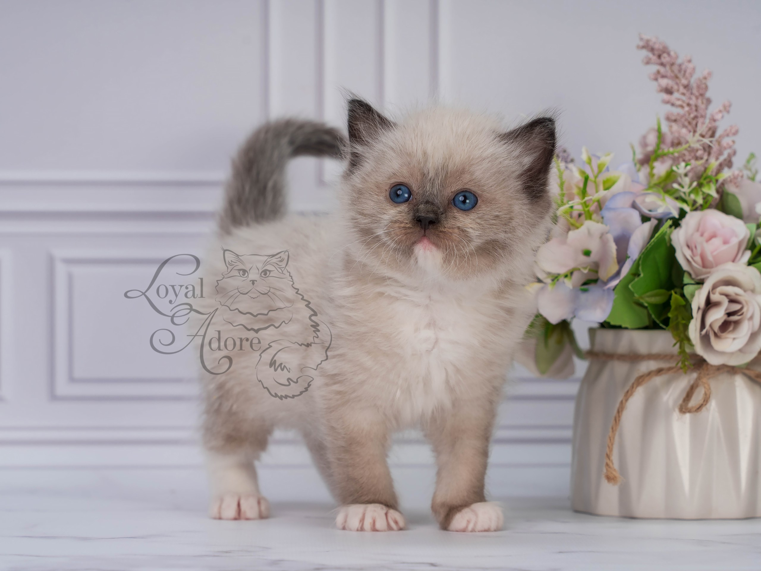 Котята рэгдолл от Loyal Adore. Питомник рэгдолл Loyal Adore