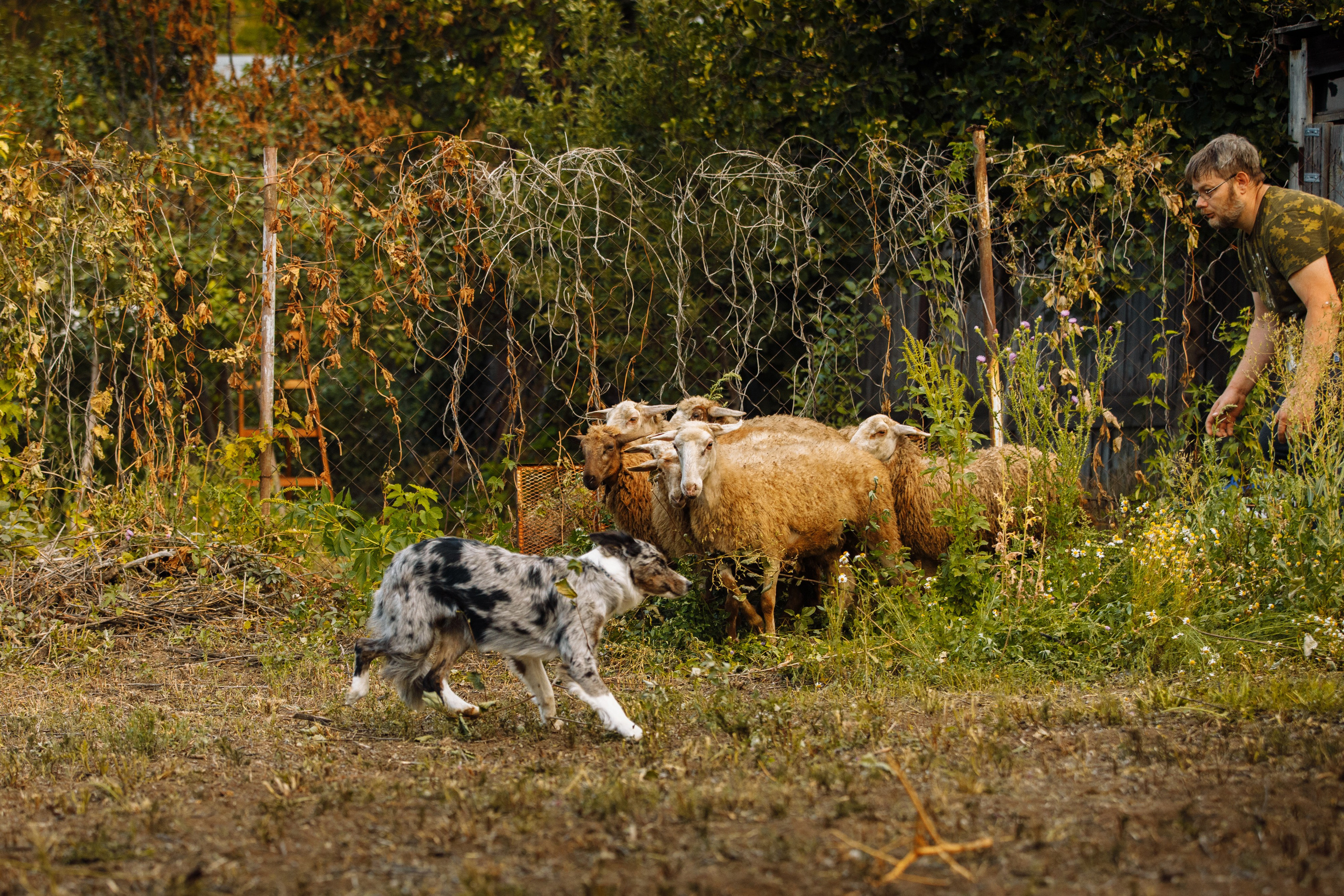 Овечий день. О нас