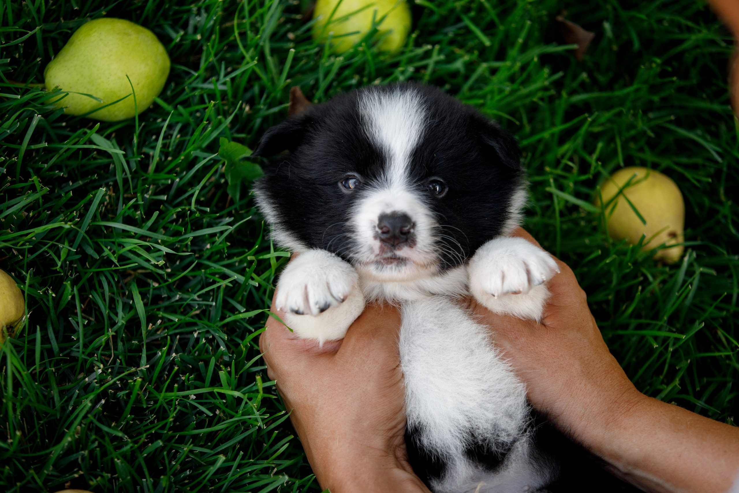 Смешарики. О нас