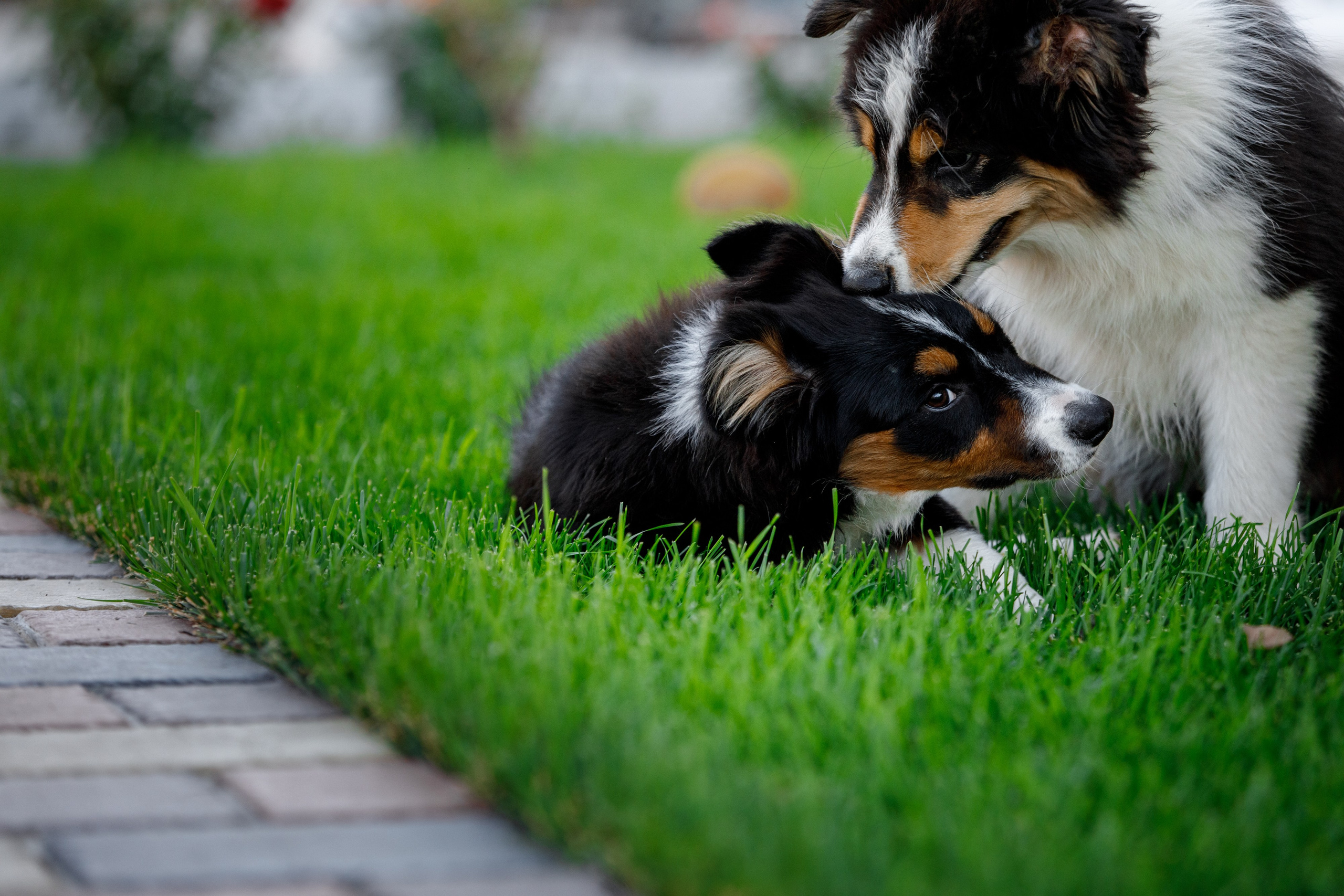 Смешарики. О нас