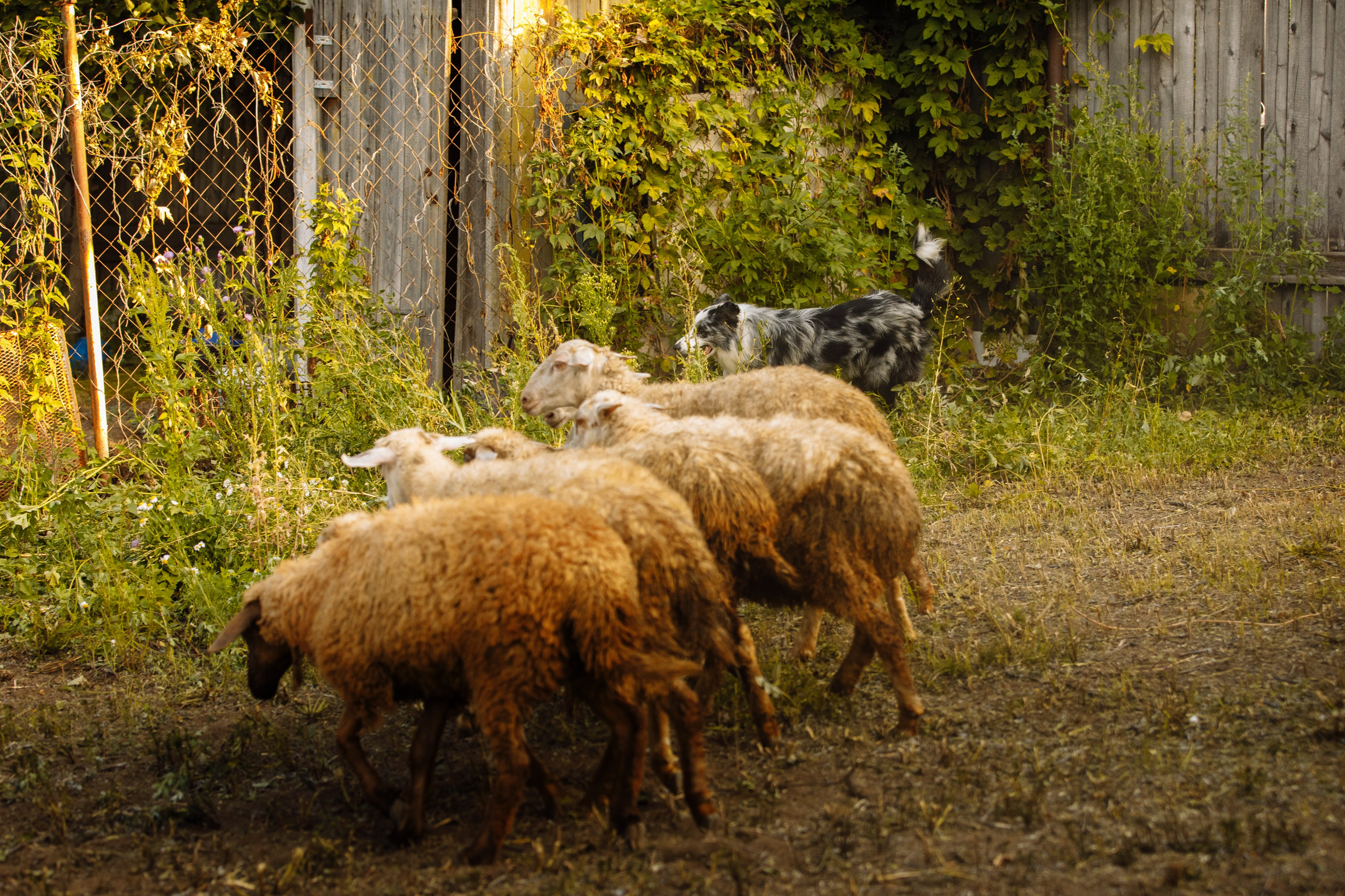Овечий день. О нас