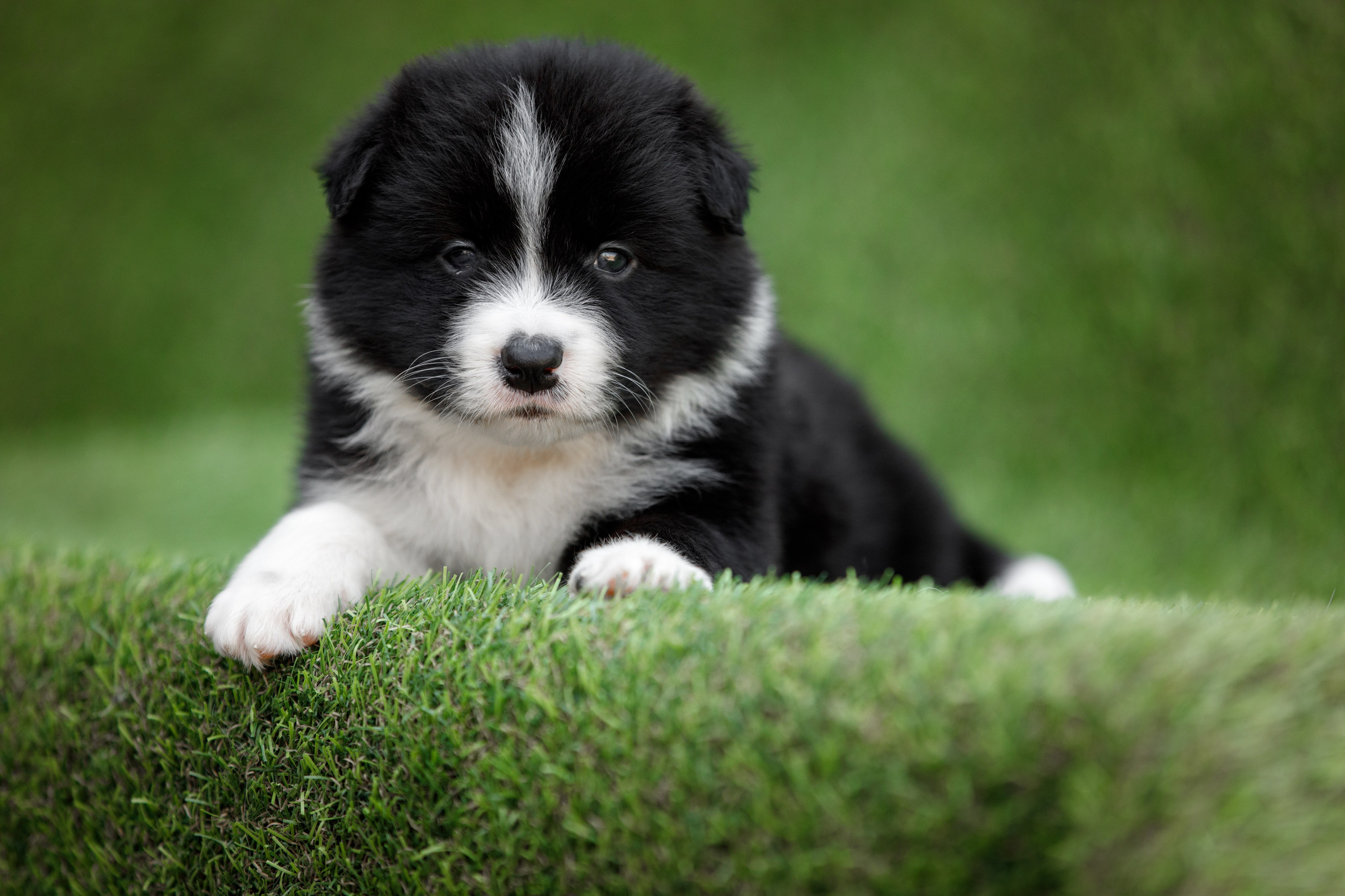 Смешарики. О нас