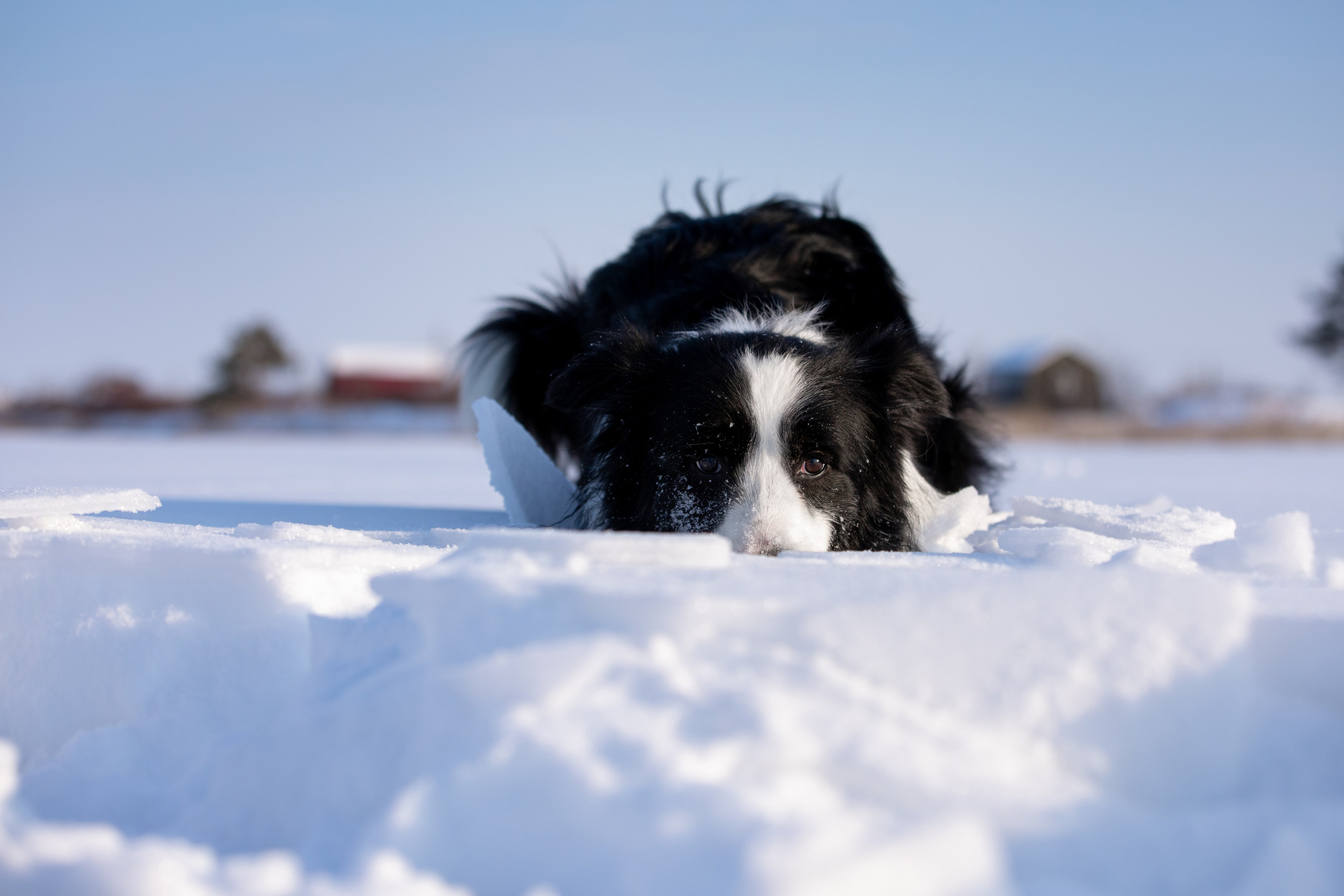 Мороз и солнце. О нас