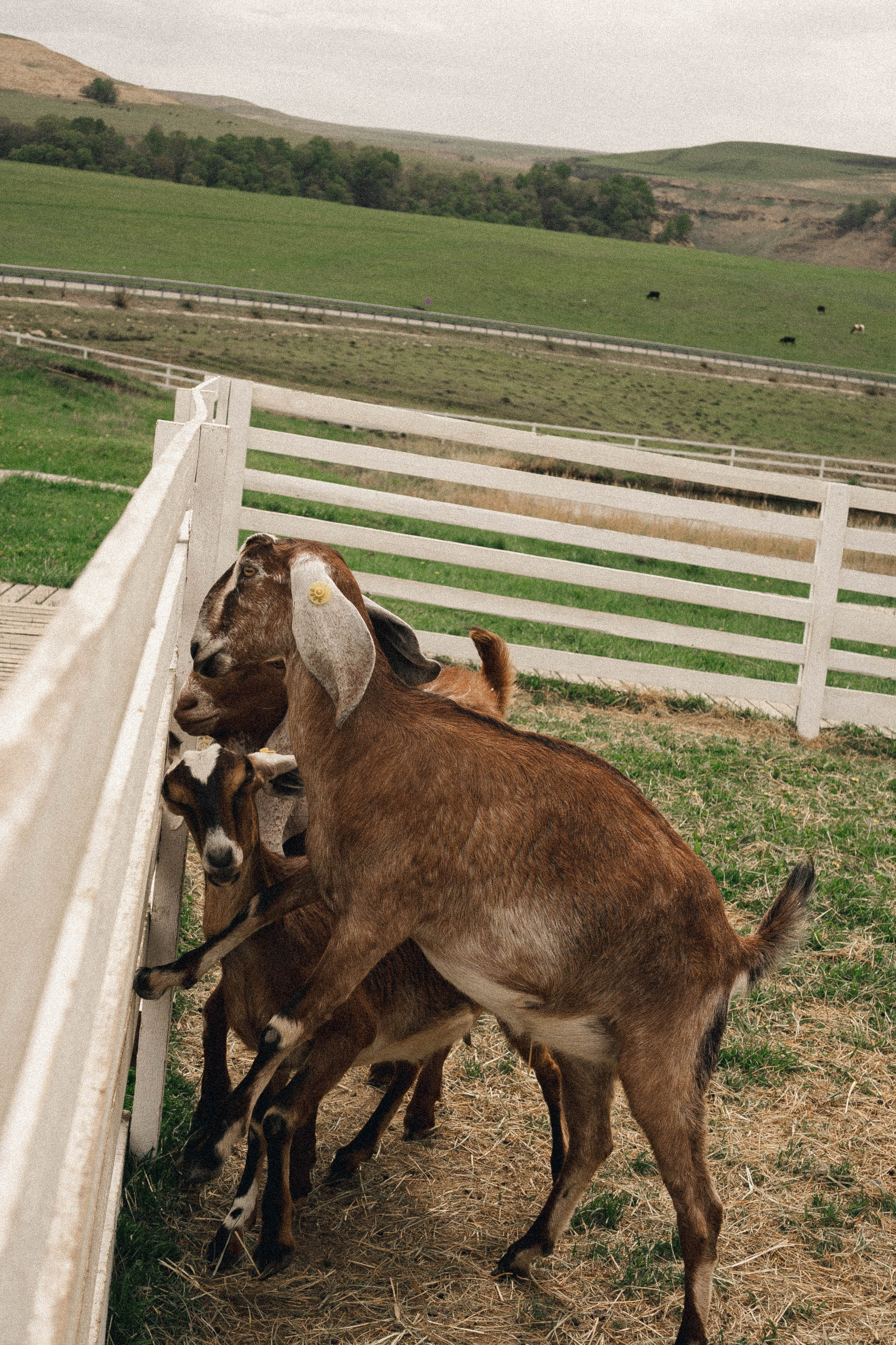 Ферма Альпак. Профессиональный фотограф, Санкт-Петербург — Виктория Богомолова