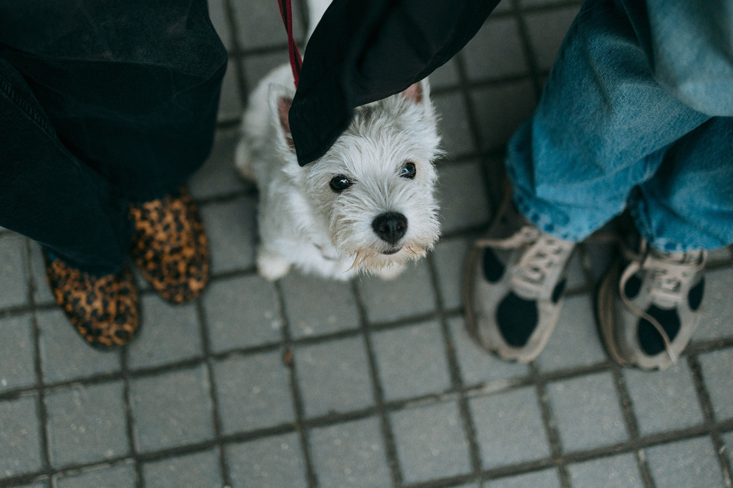 Снежуля, Мари и Саша. Фотограф анималист Анастасия Пикей