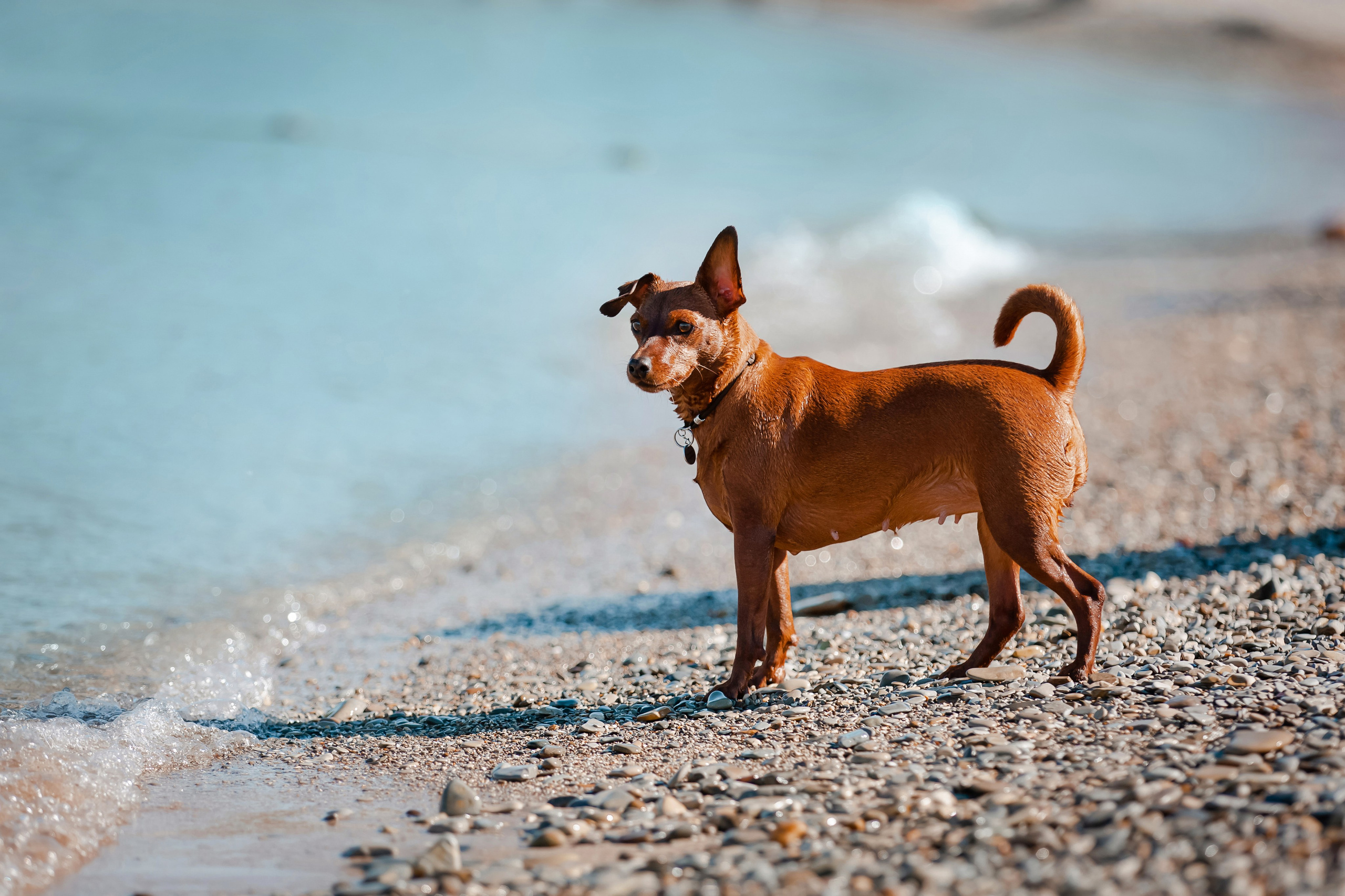 Цвергпинчер в Геленджике. Фотограф-анималист в Краснодаре Маша Мельникова