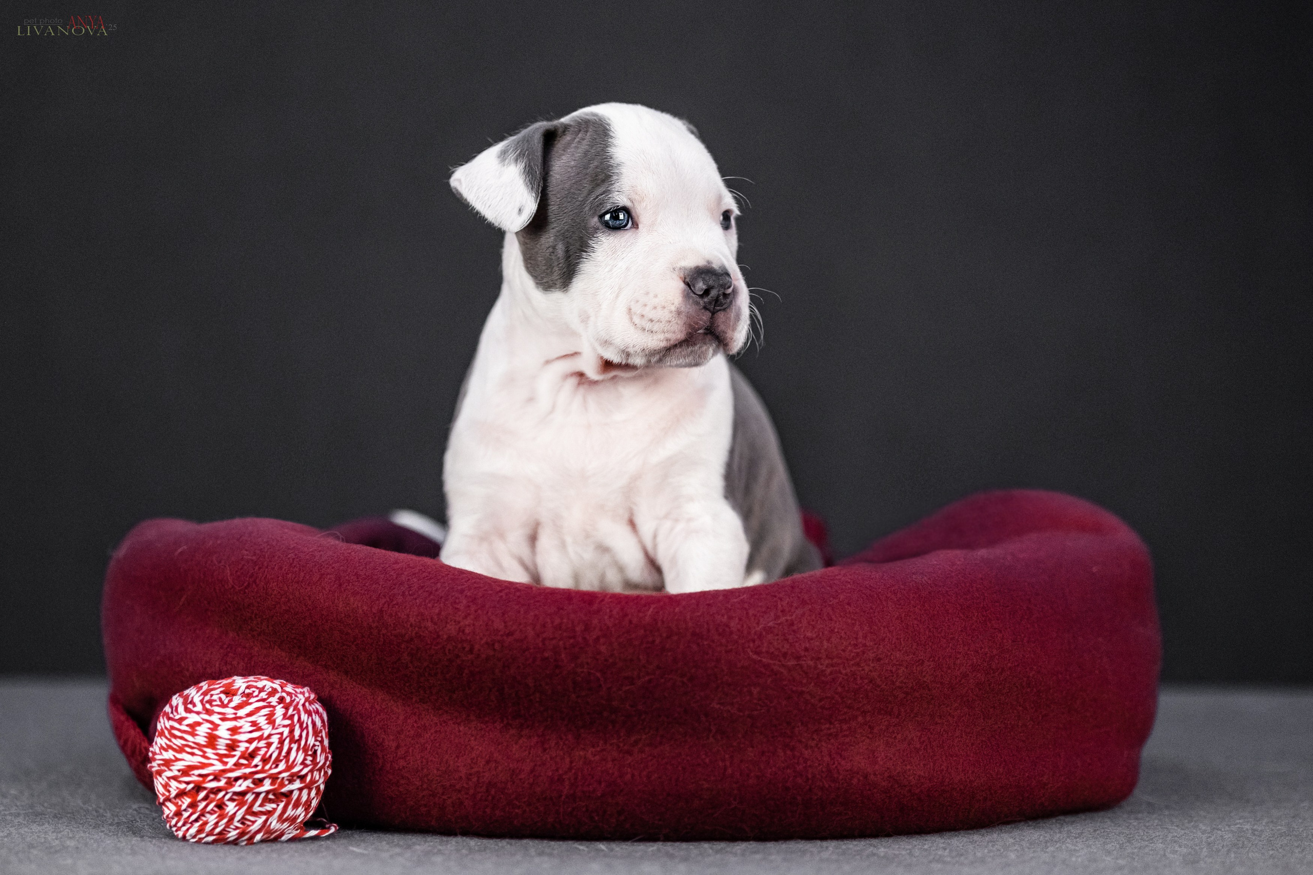 Стаффик. Фотограф анималист Аня Ливанова | Рыбинск