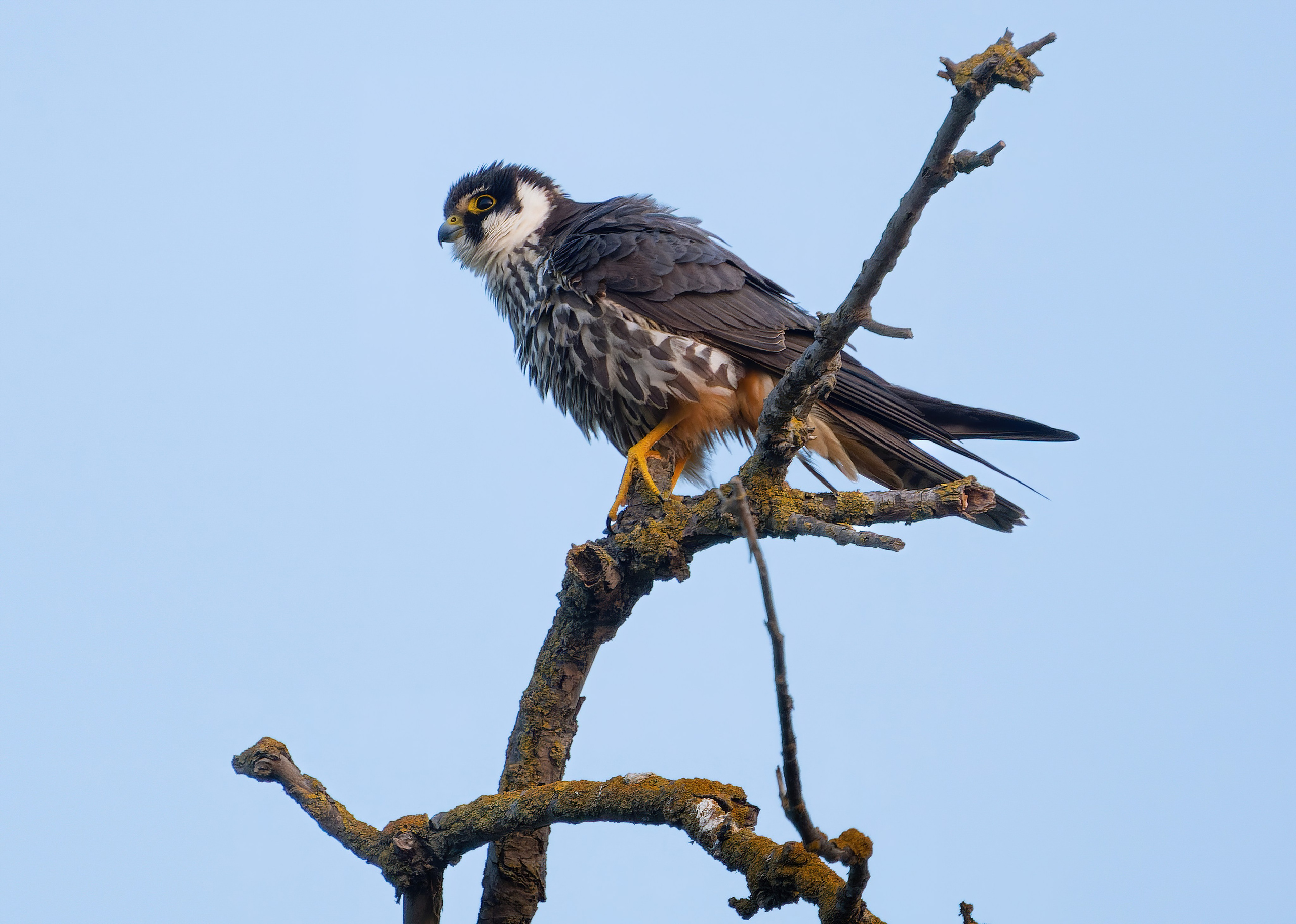 Птицы и животные. Oles Paritskiy