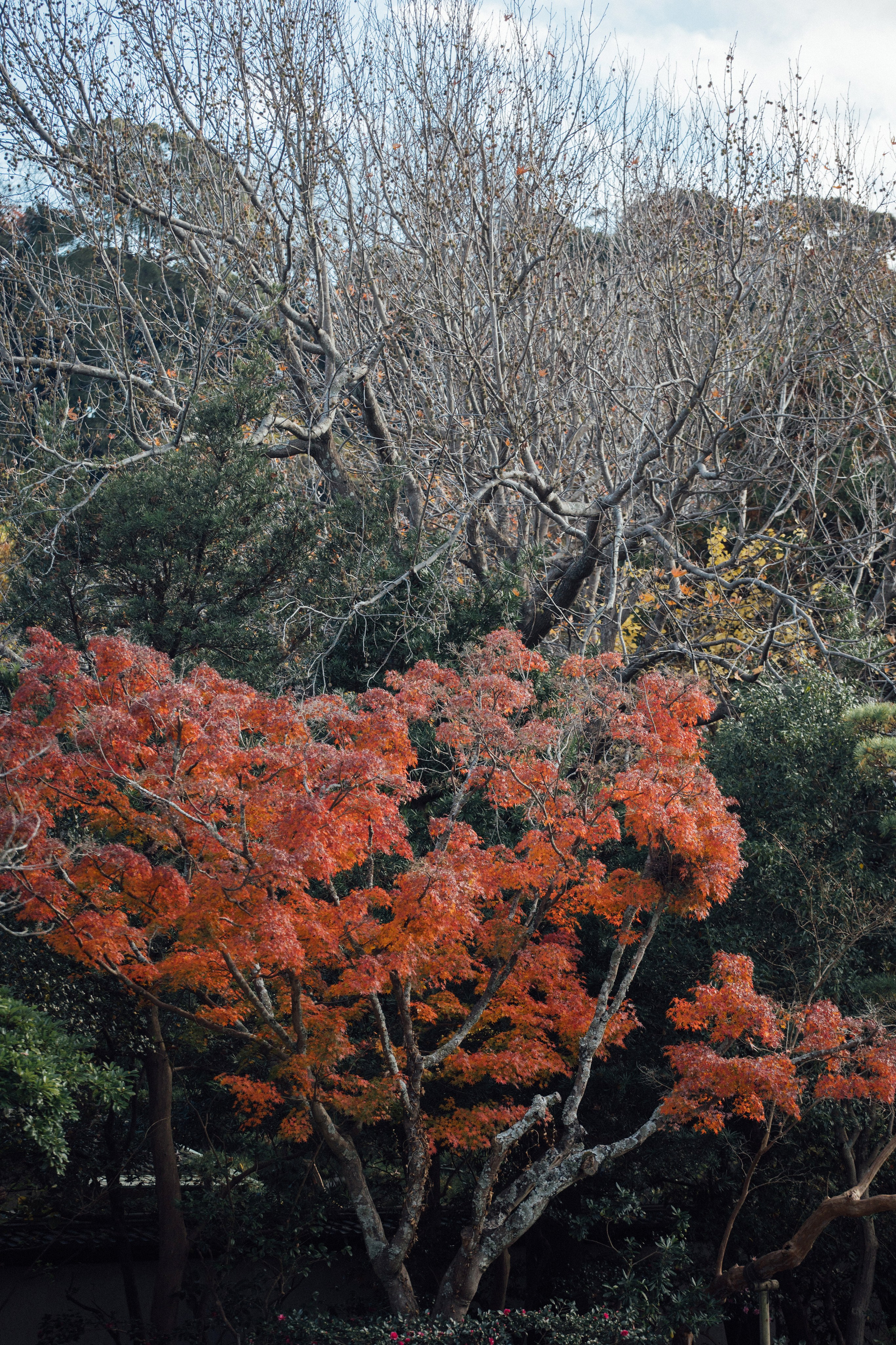 Япония. Главная