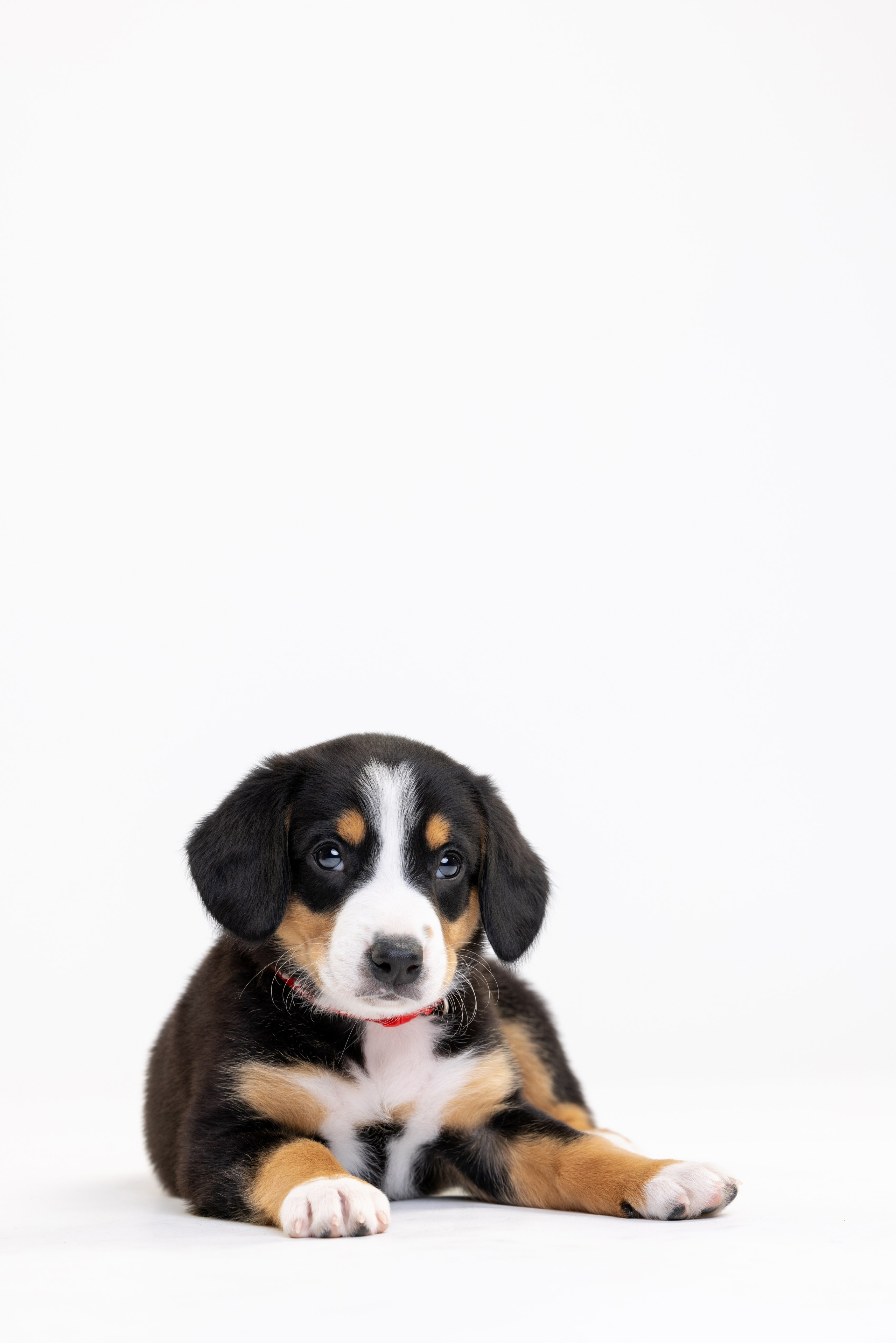 Энтлебухеры. Фотограф анималист Осипчикова Мария