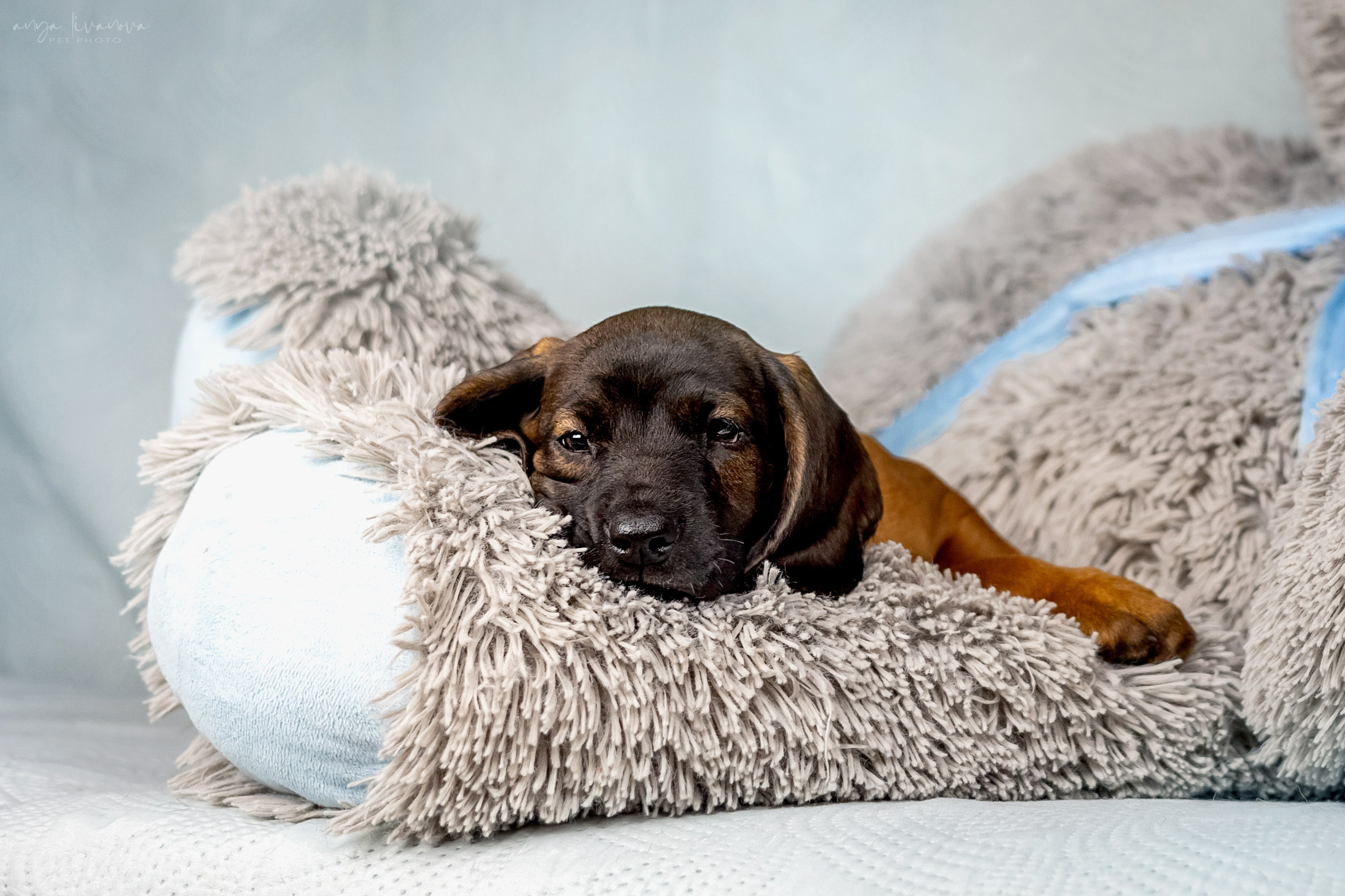 Баварцы. Фотограф анималист Аня Ливанова | Рыбинск