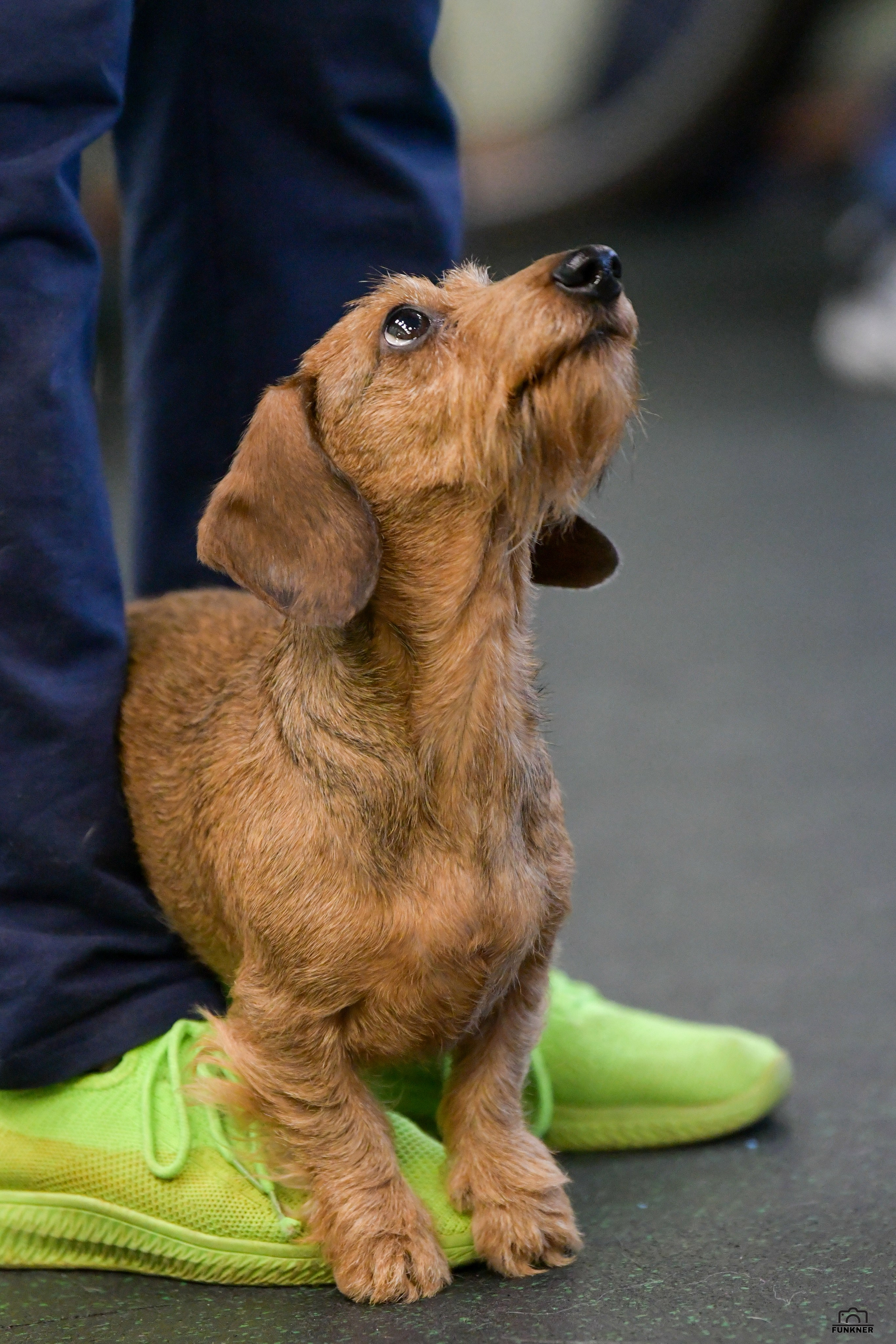 Кинологический клуб «Бодрый хвост». Свой взгляд через объектив