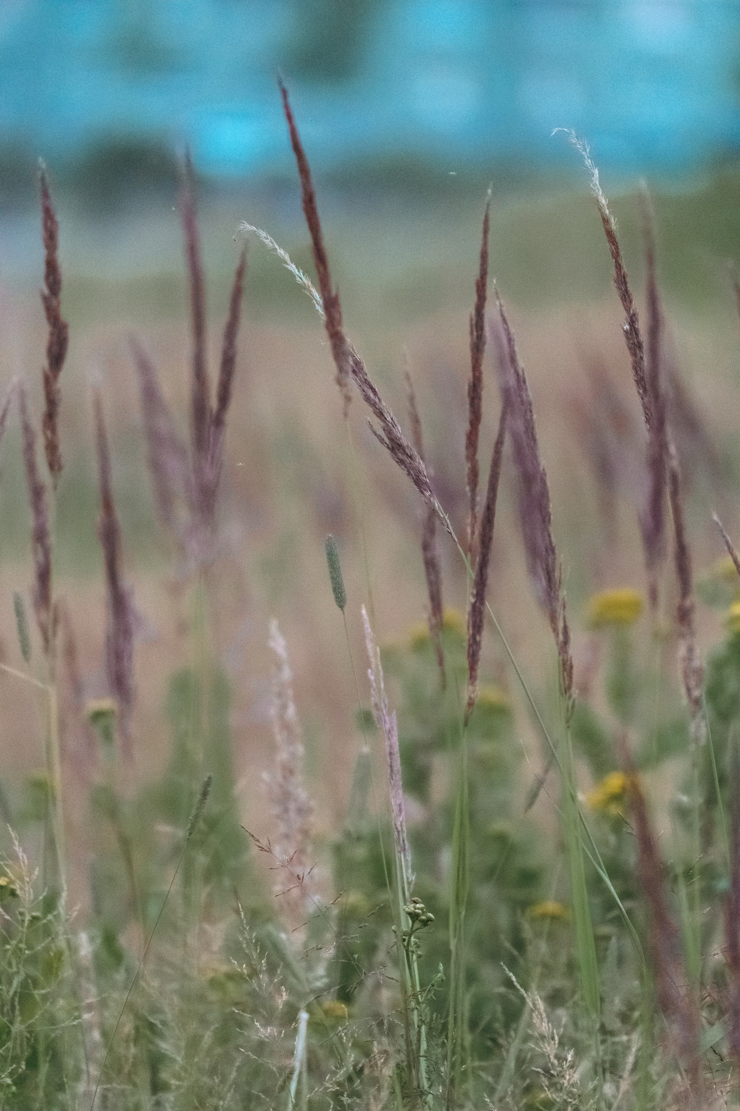 Природа. Фотограф в Санкт-Петербурге Ибрагимова Алина