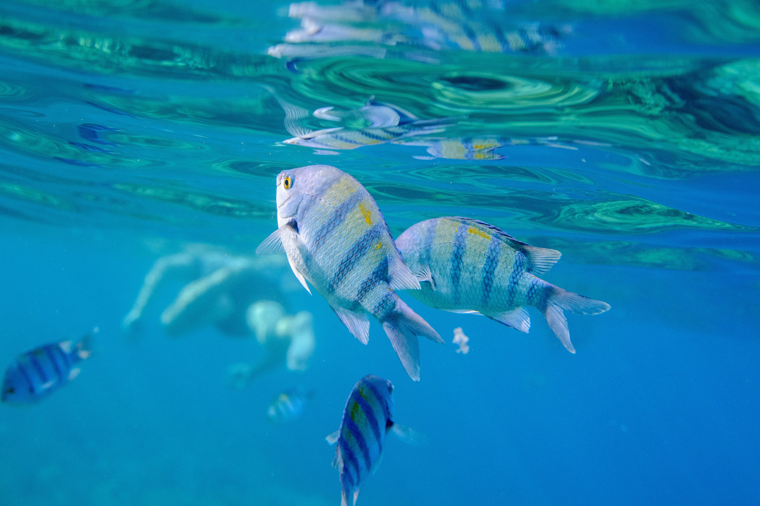 Море. Фотограф в Санкт-Петербурге Ибрагимова Алина