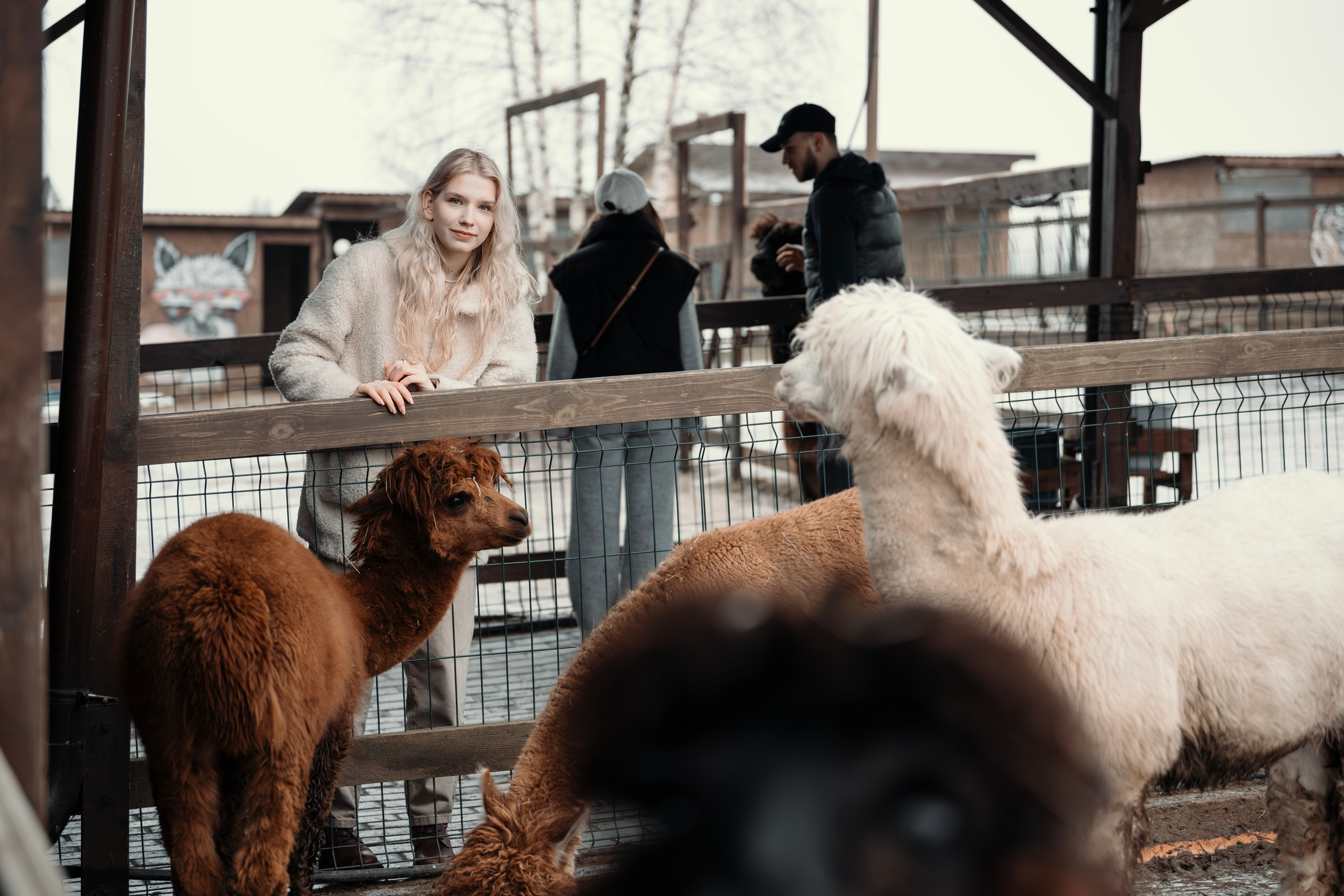 Альпаки. Свадебный и семейный фотограф в Москве Елена Новикова