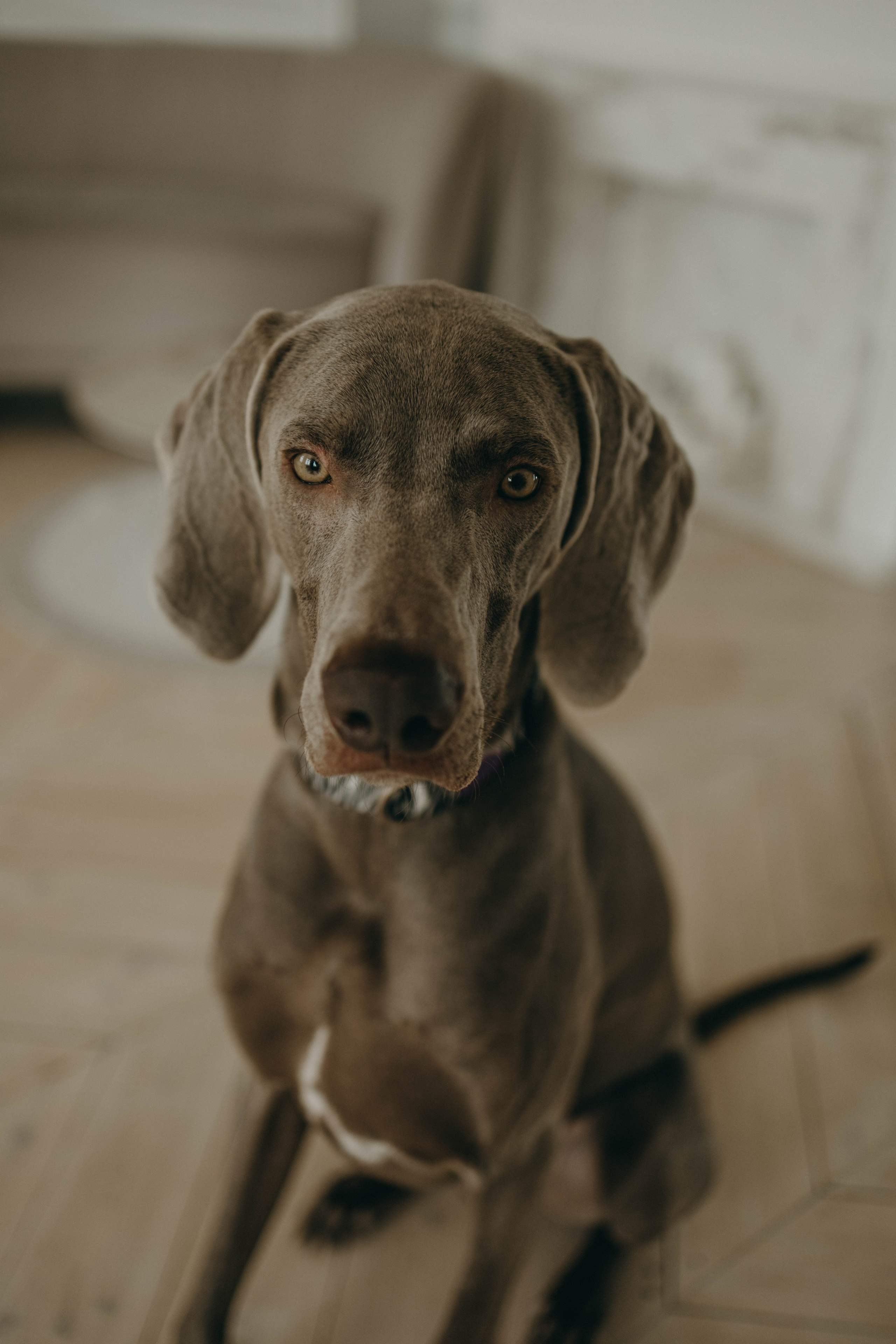 Фотосессия в студии с собакой. Фотограф-анималист в Екатеринбурге | Кристина