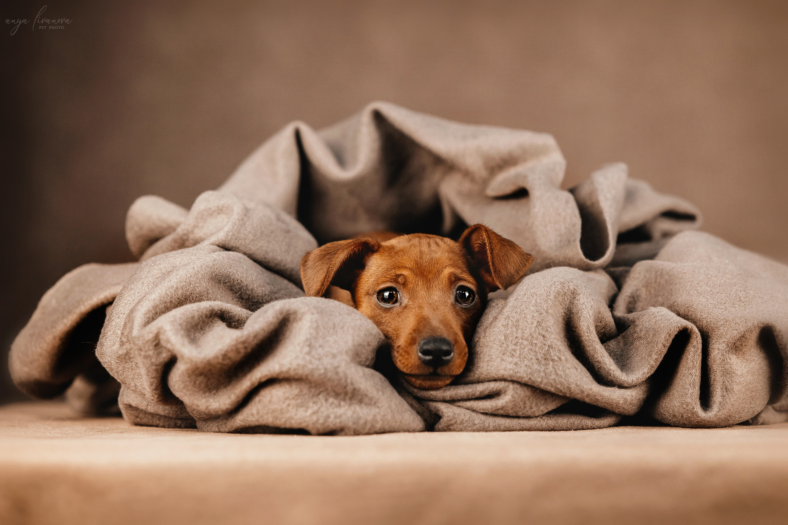 Пинчеры в мимозе. Фотограф анималист Аня Ливанова | Рыбинск