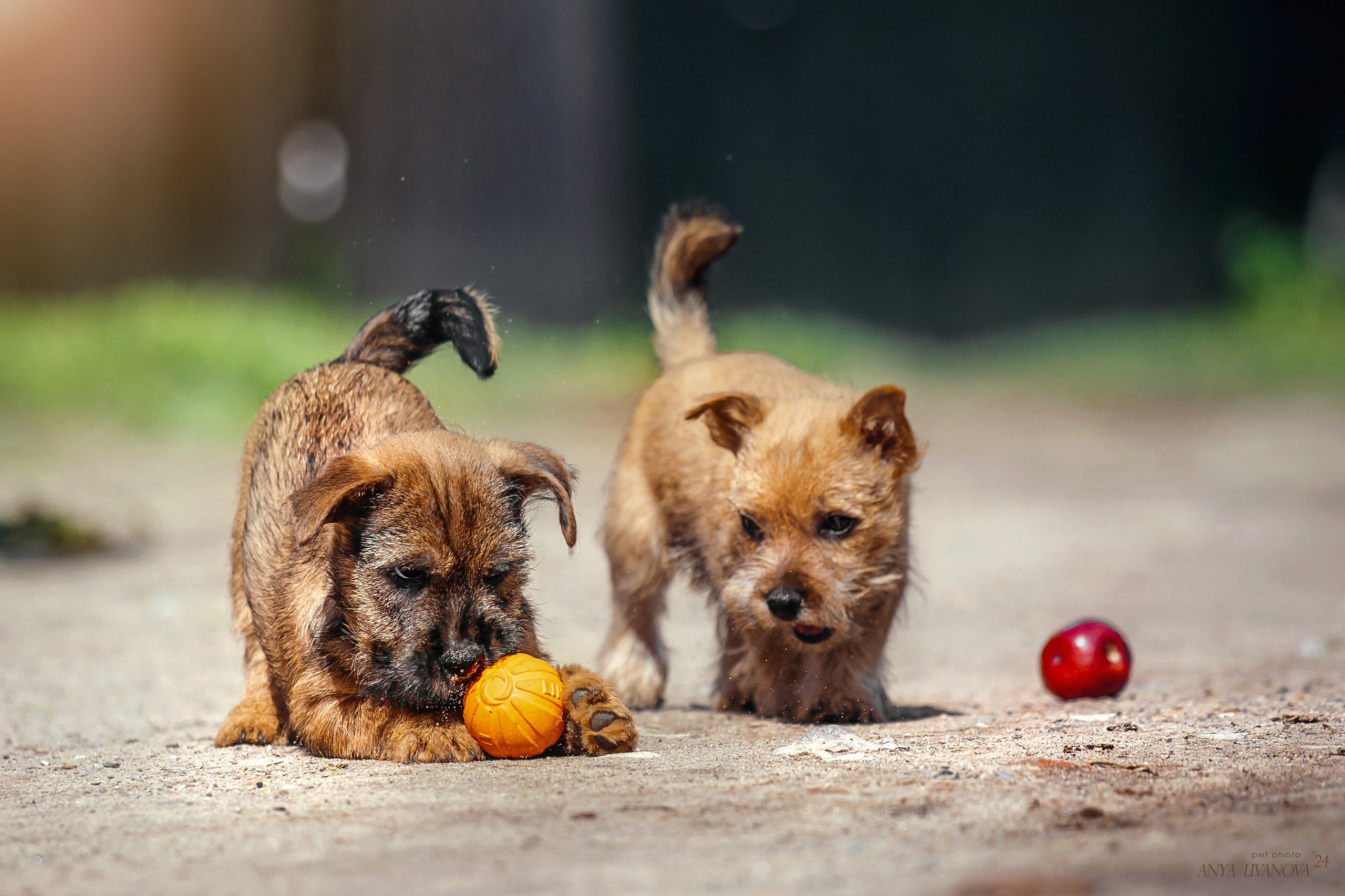 Норвичи. Фотограф анималист Аня Ливанова | Рыбинск