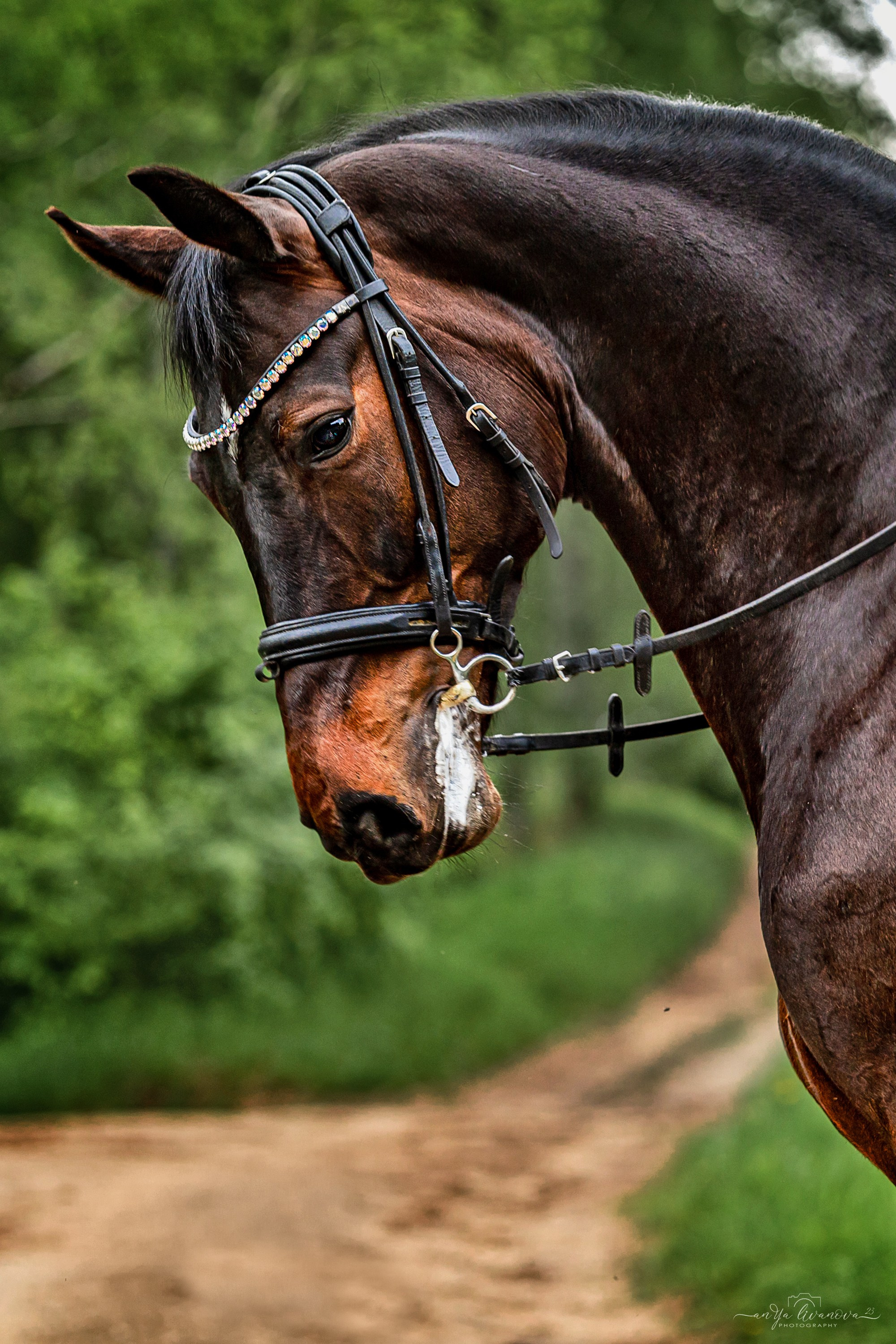 Конное…. Фотограф анималист Аня Ливанова | Рыбинск
