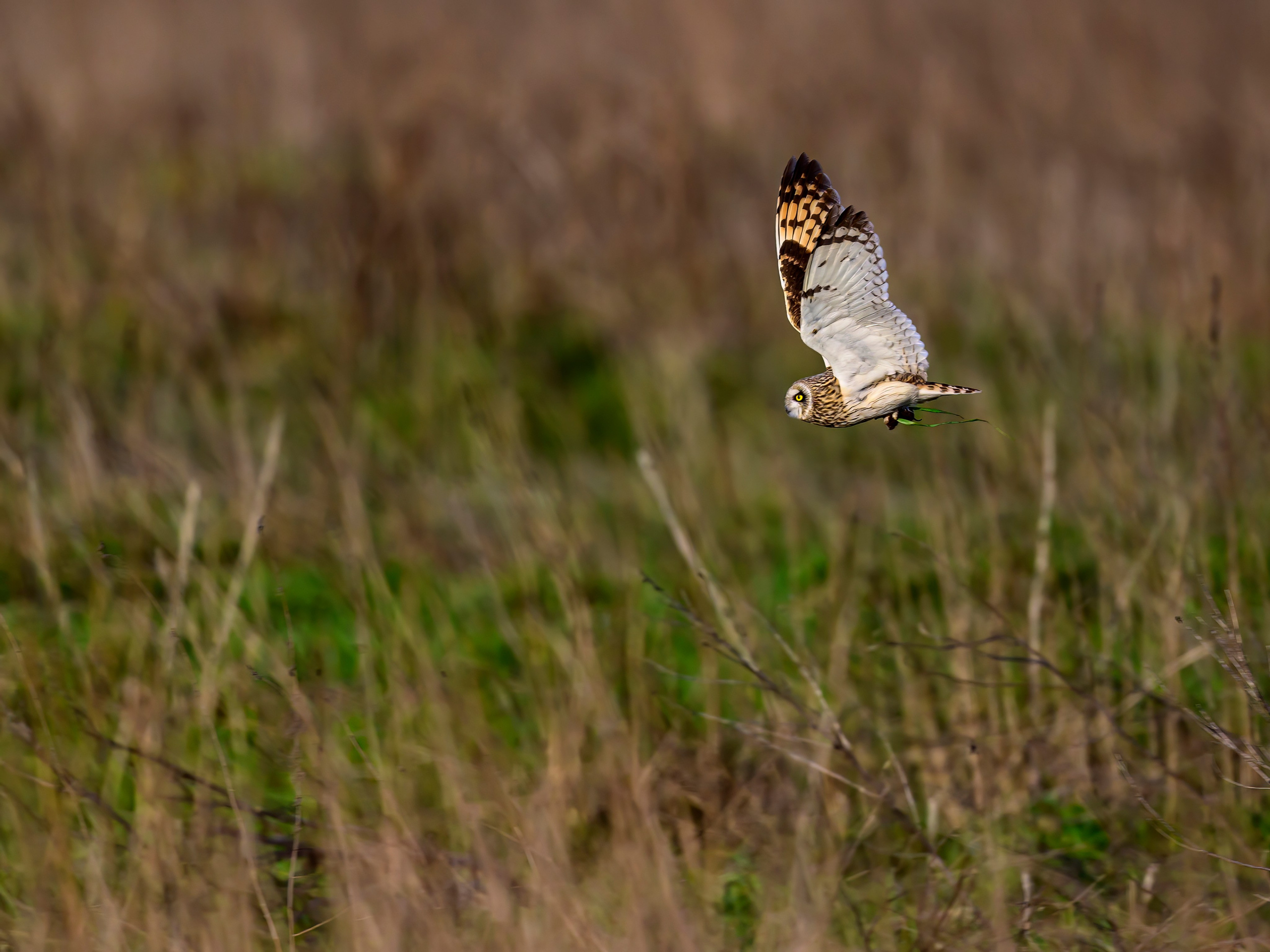 Совы и сороки. Wildlife photography by Sergey Puponin