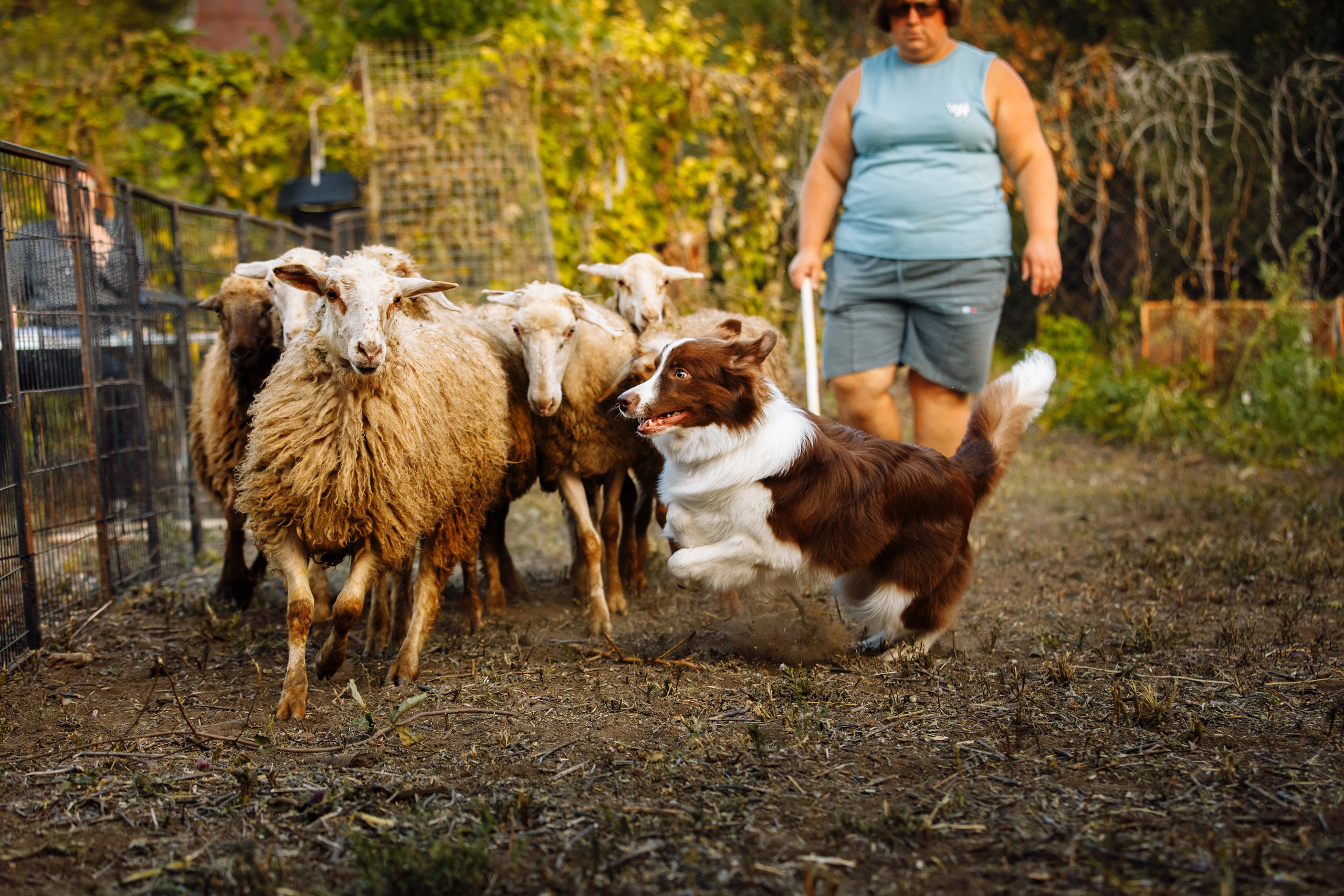 Овечий день. О нас