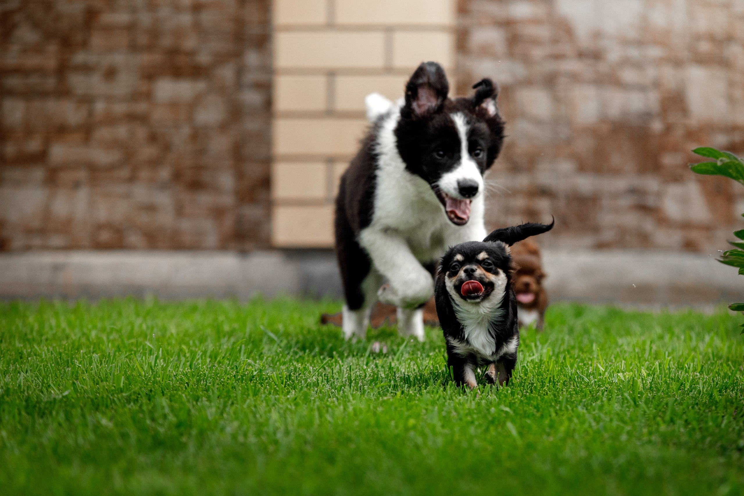 Болтовня в саду. О нас