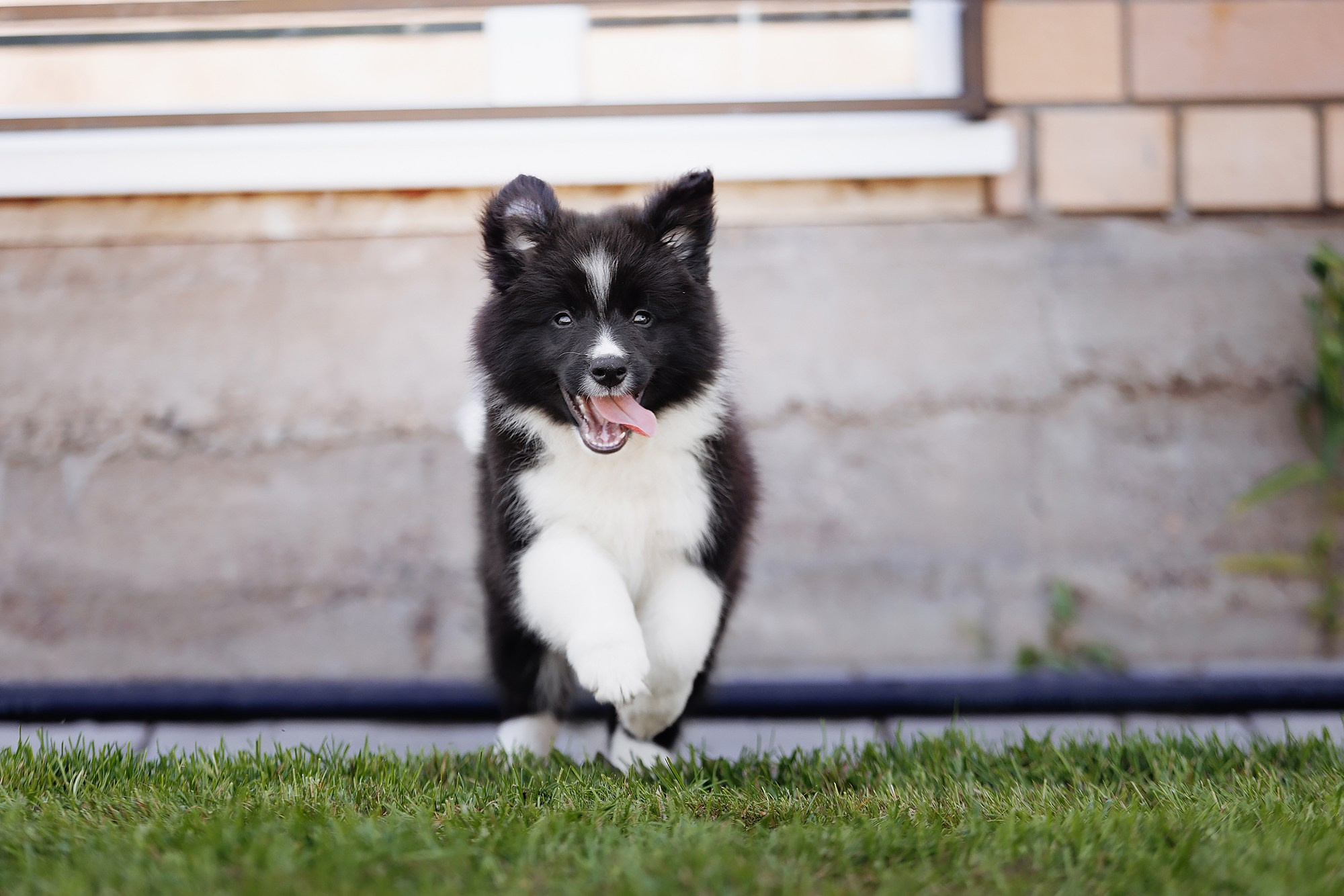 Трава у дома. О нас